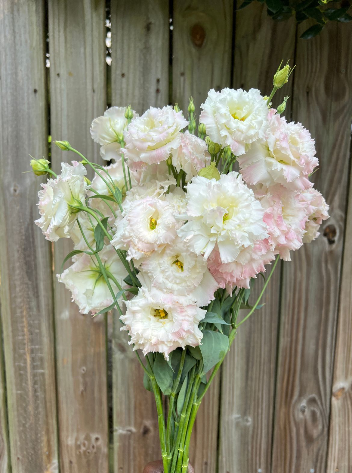 EUSTOMA grandiflorum Voyage First Love