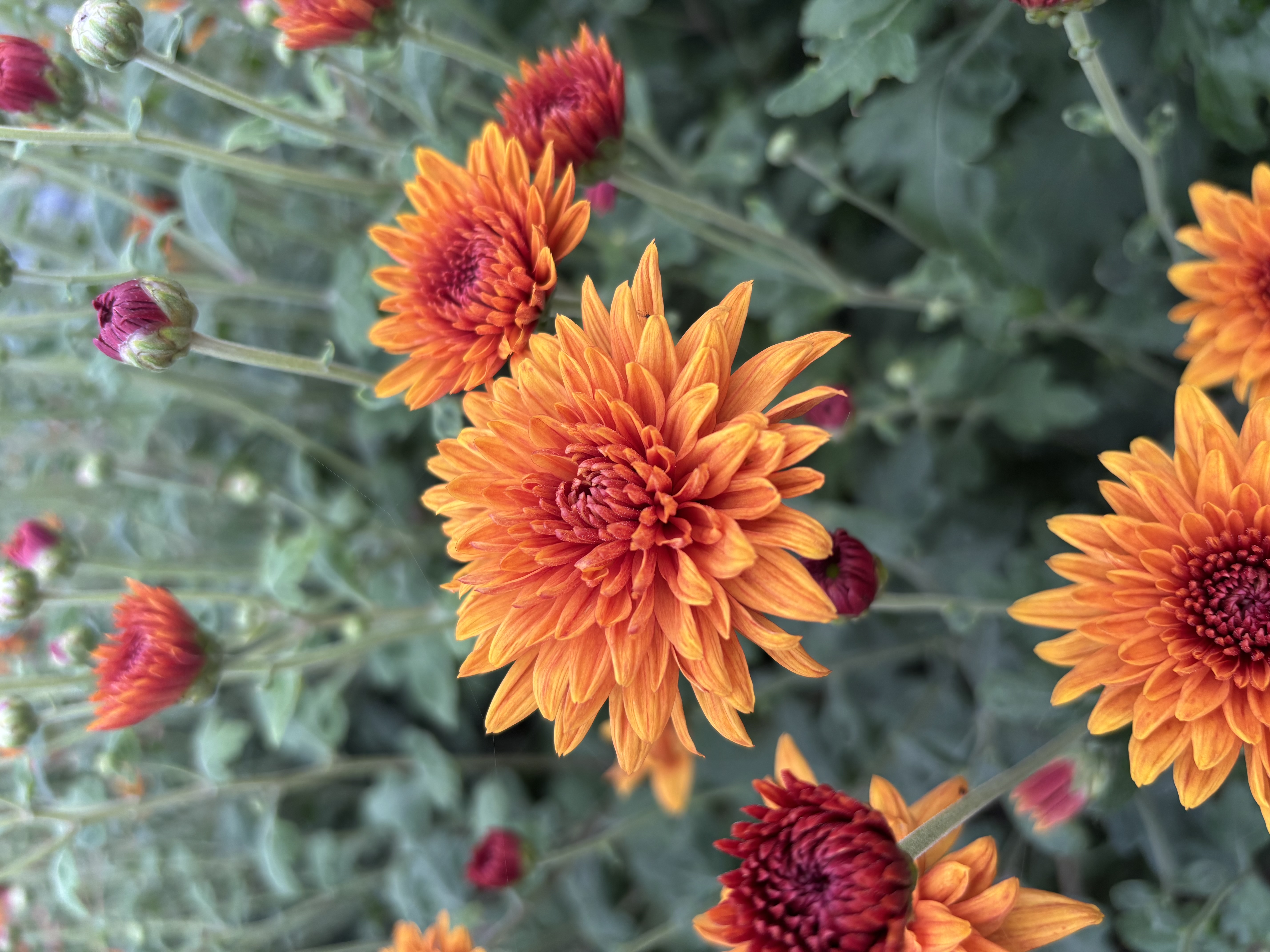 CHRYSANTHEMUM Sienna Bronze