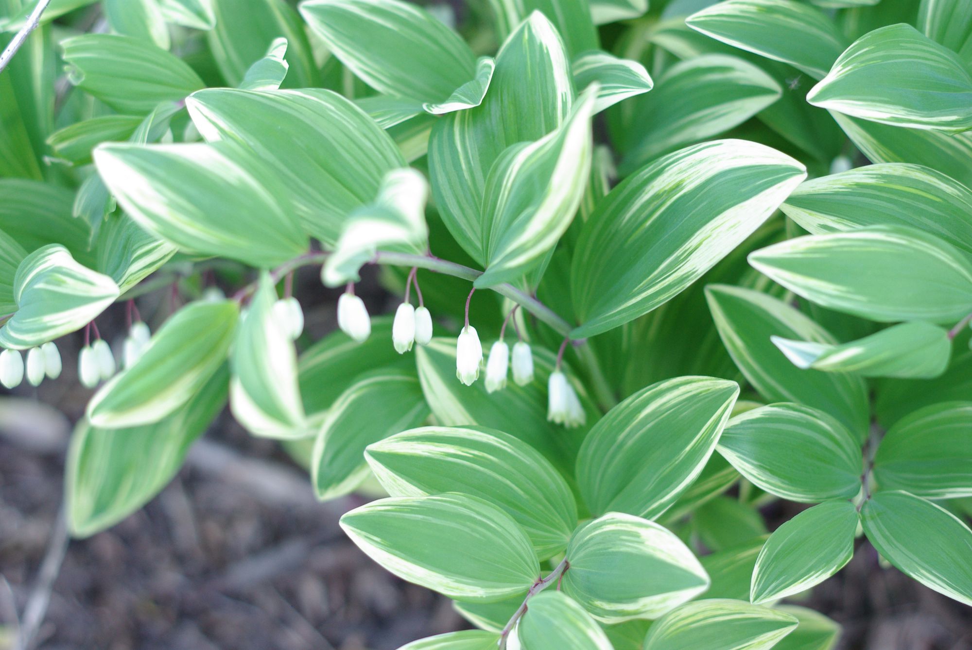 POLYGONATUM odoratum Variegatum