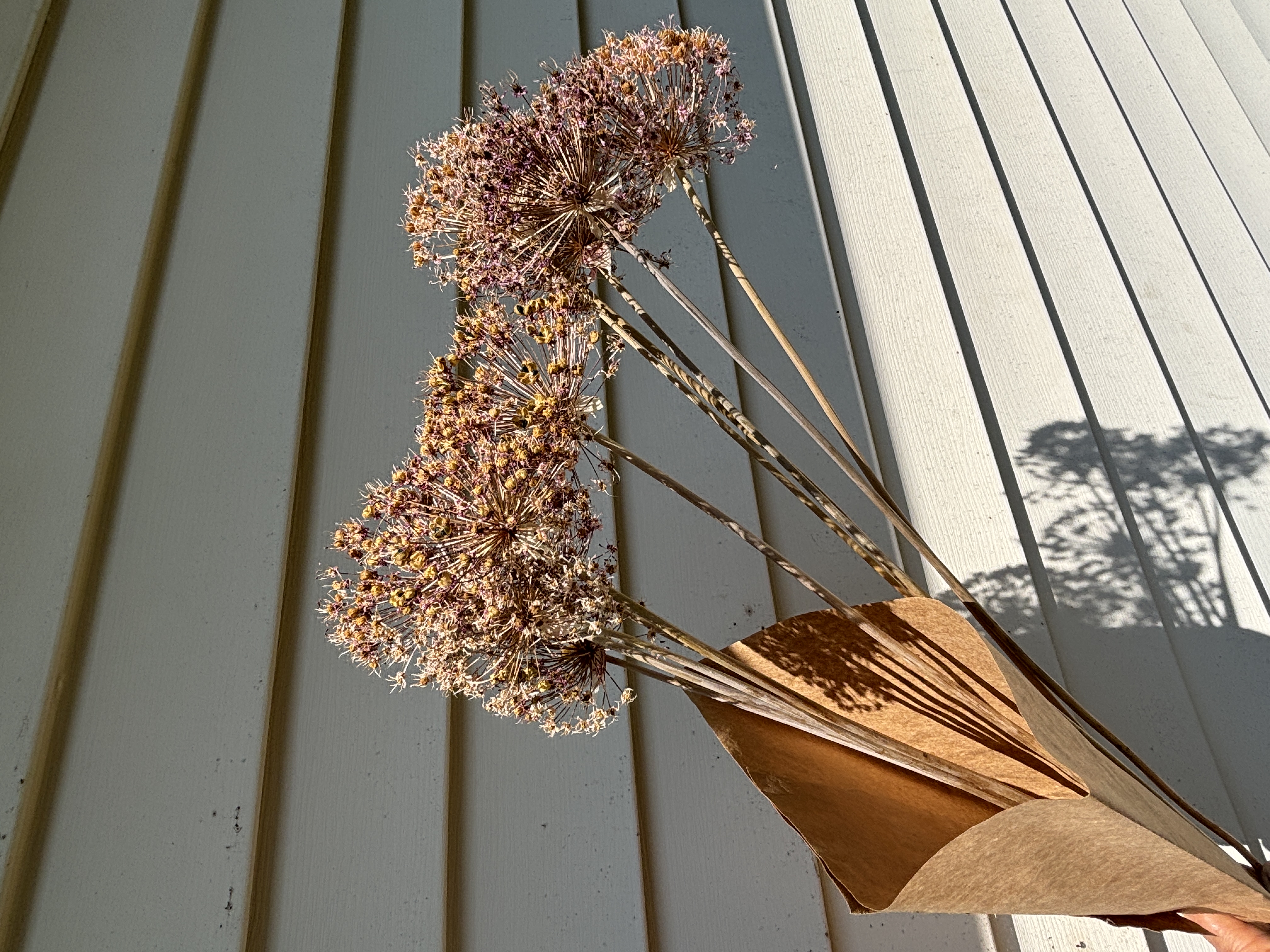 ALLIUM