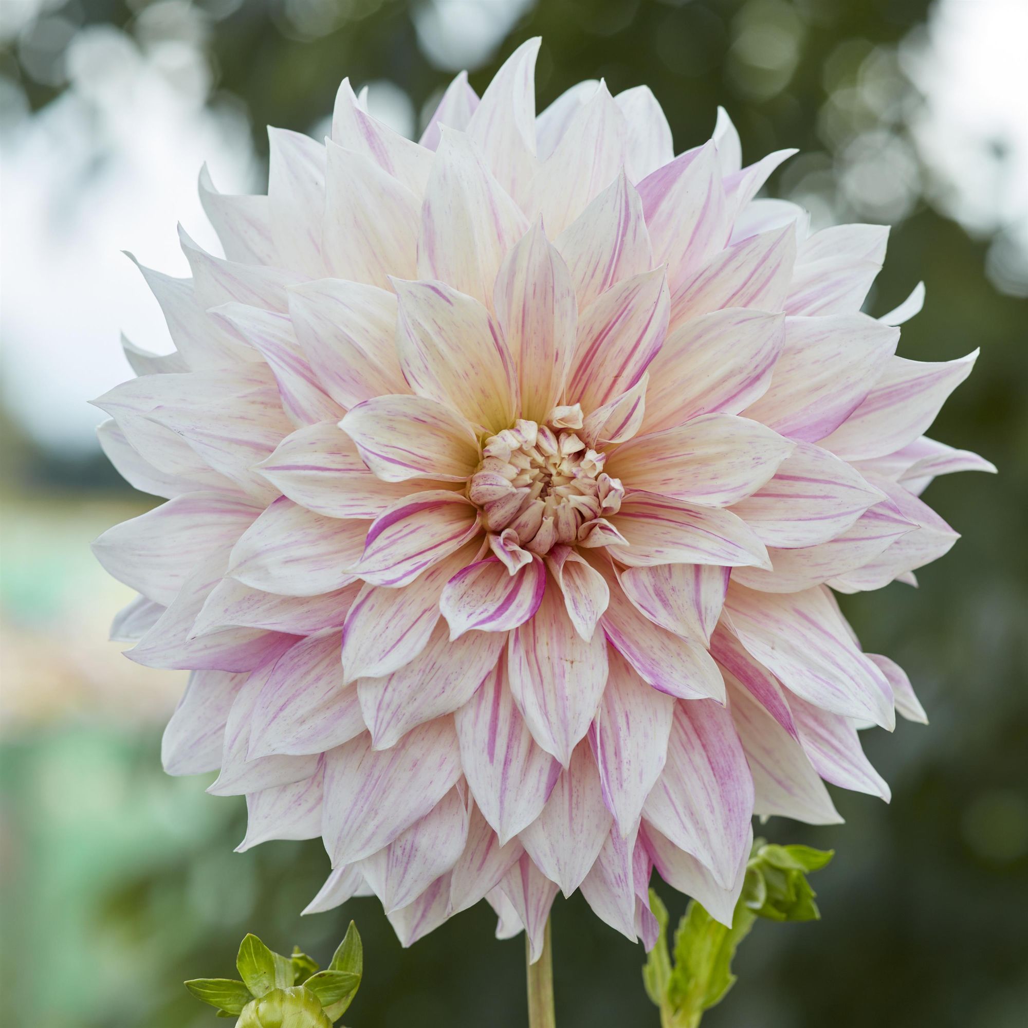 DAHLIA Cafe au Lait Twist