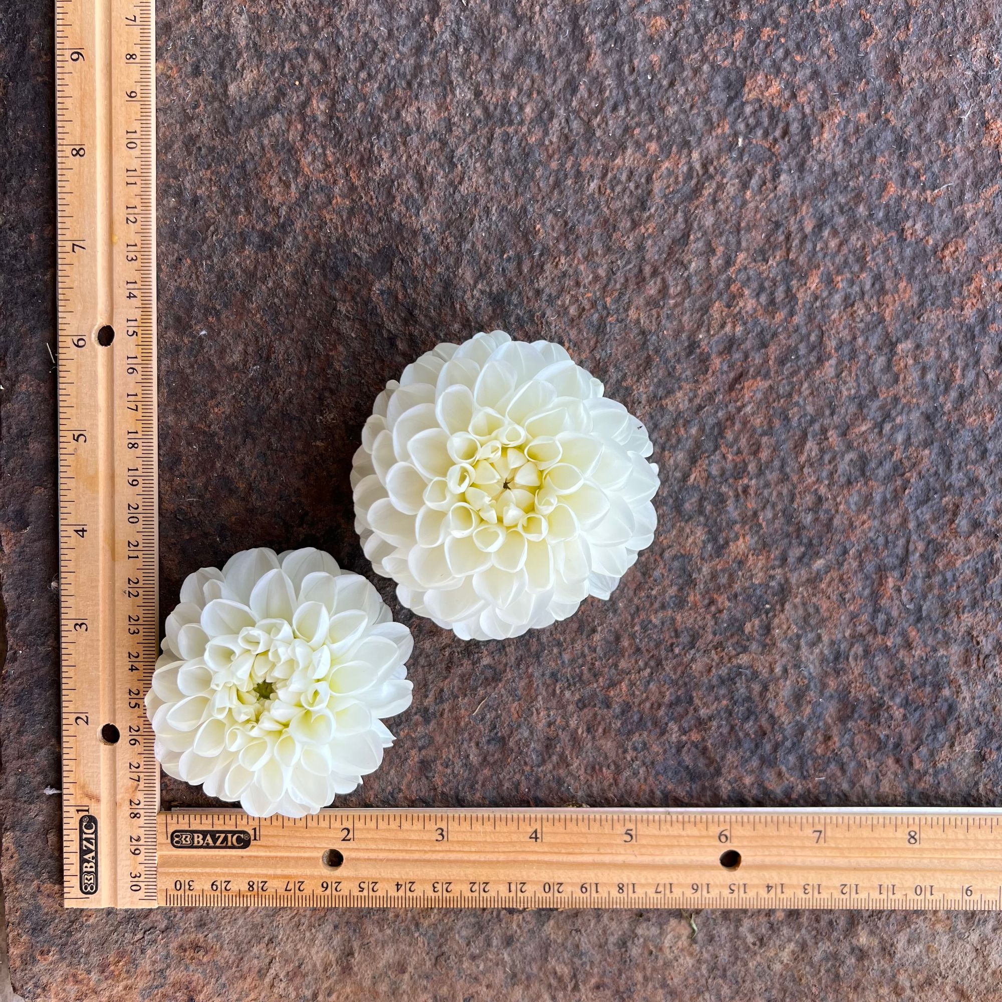 DAHLIA