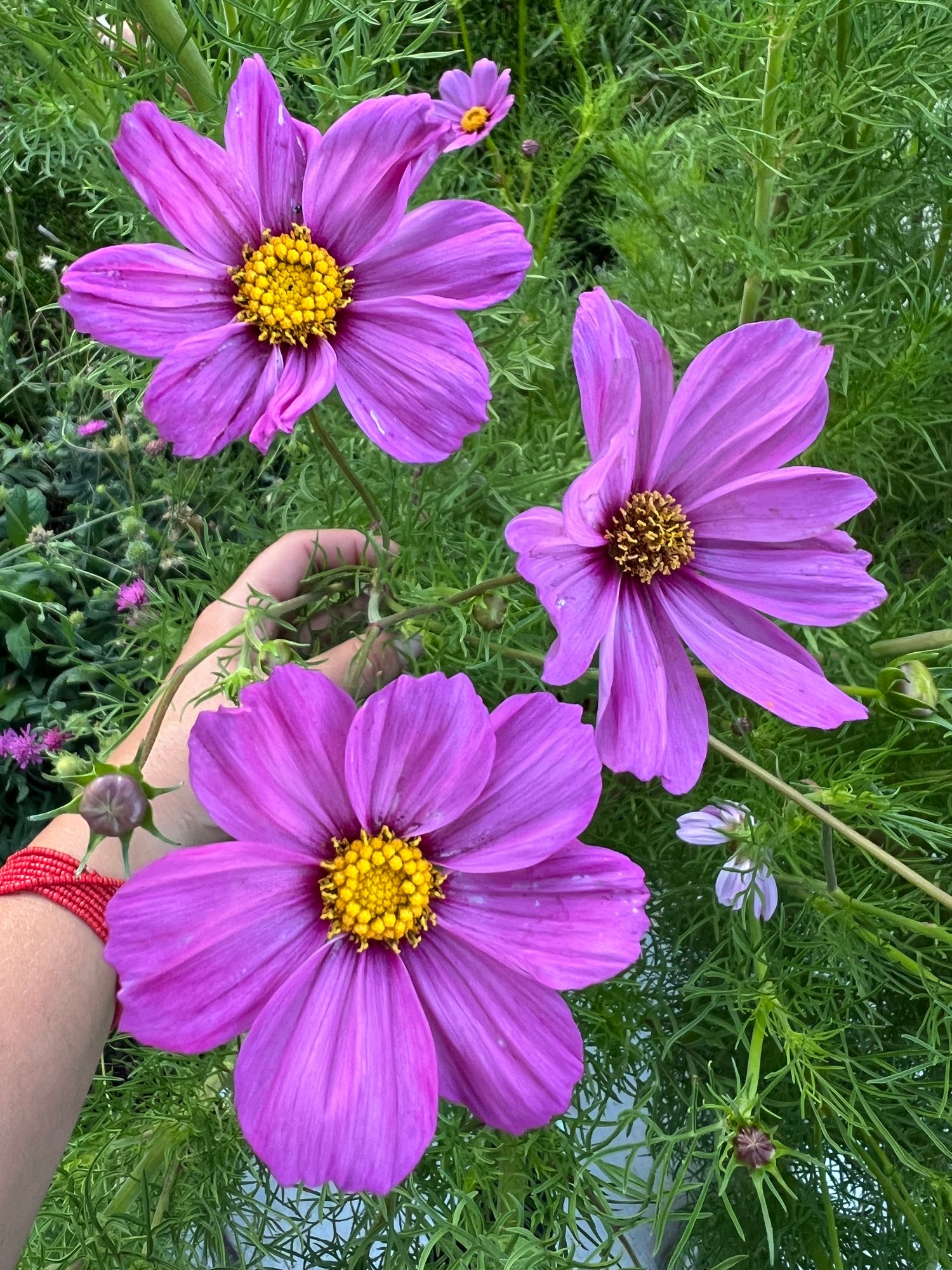 COSMOS bipinnatus