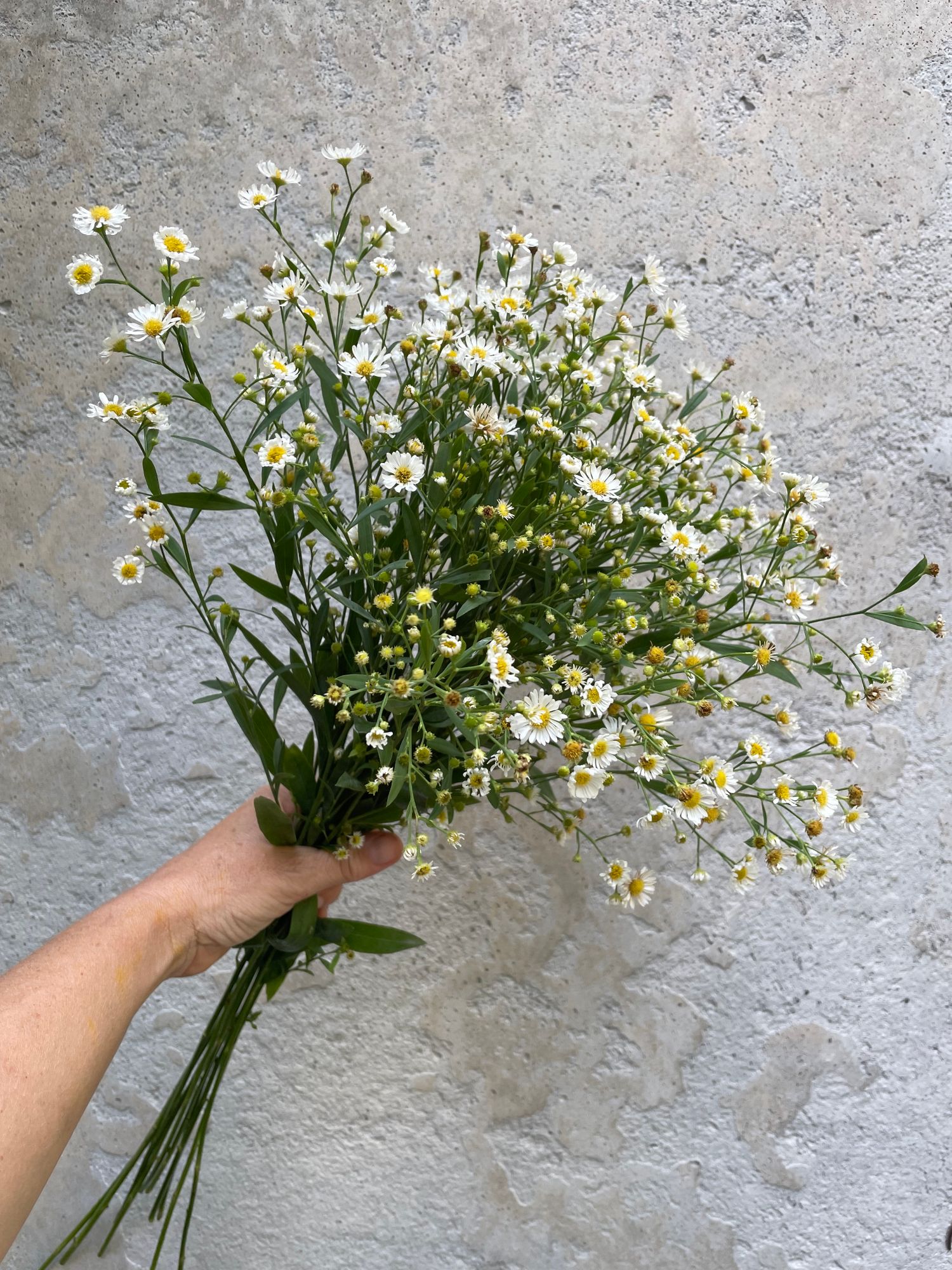 BOLTONIA asteroides var. latisquama
