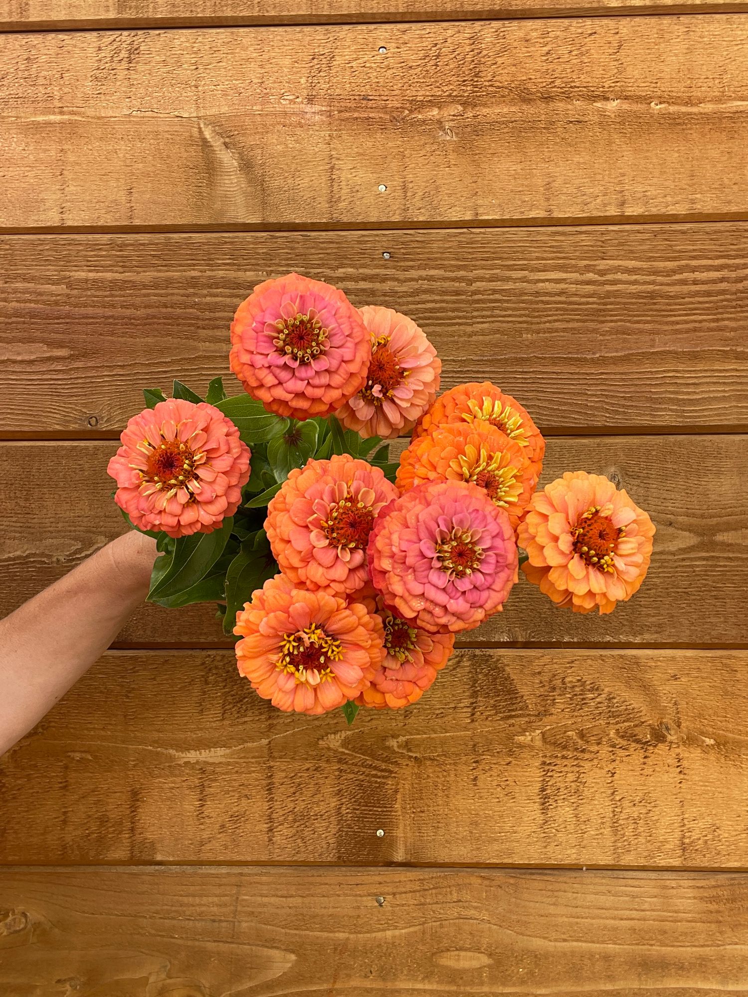 ZINNIA elegans Oklahoma Salmon