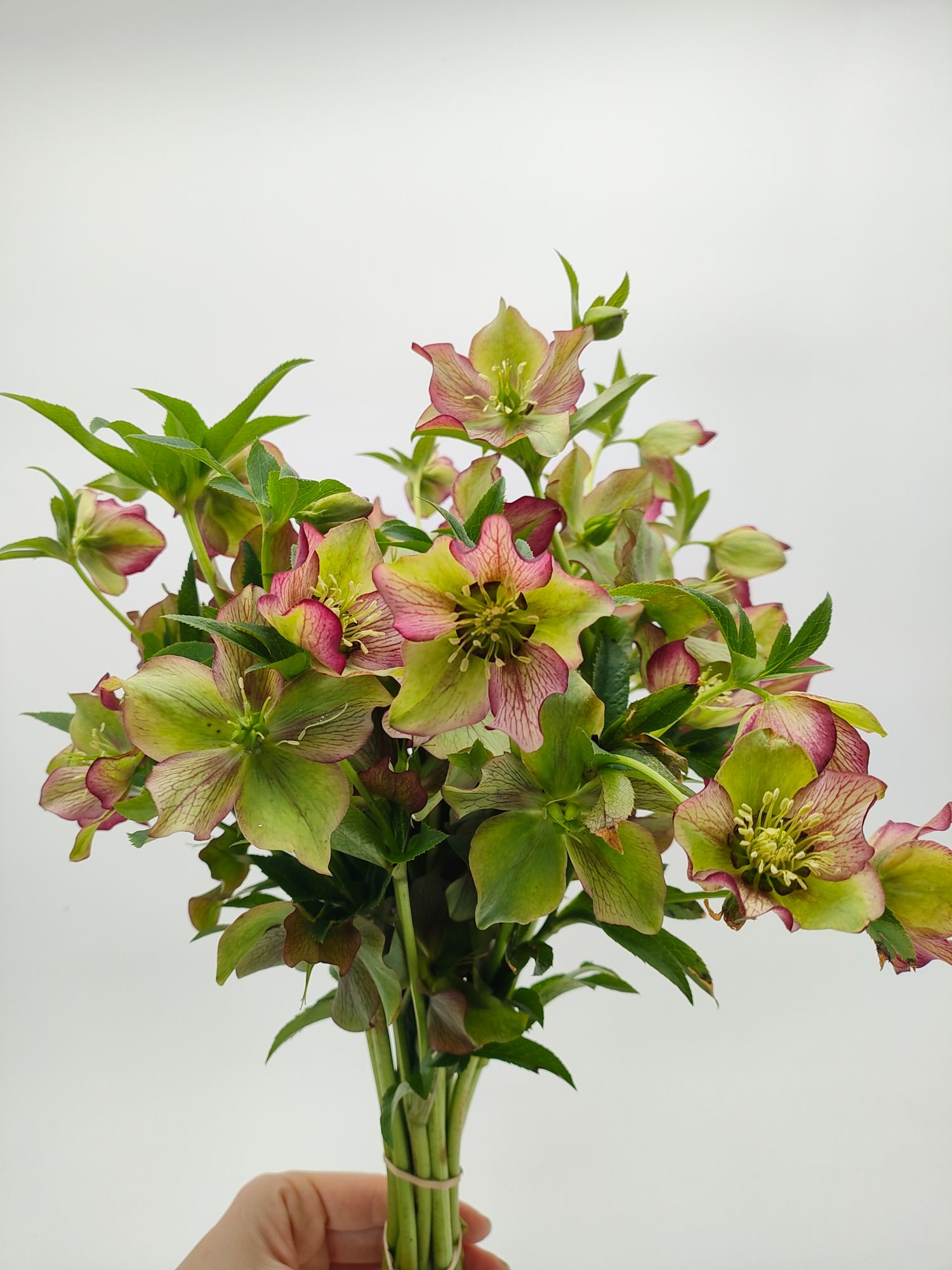HELLEBORUS x hybridus