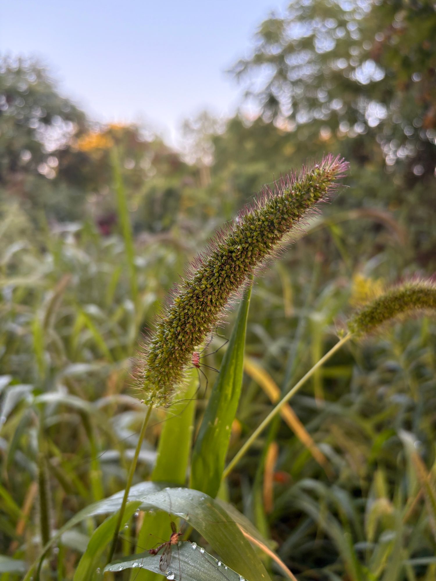 SETARIA viridis