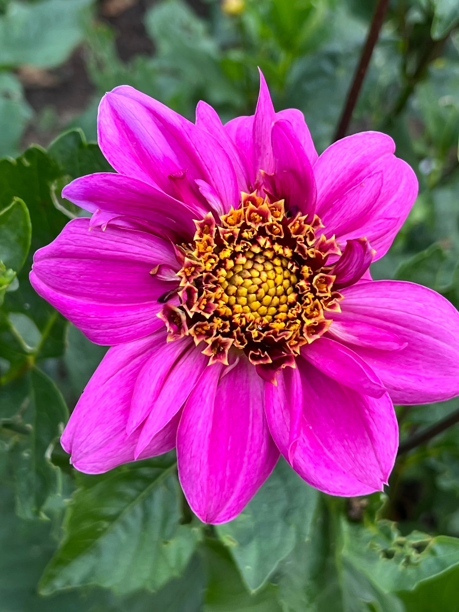 DAHLIA Waterlily (gen. classif.)