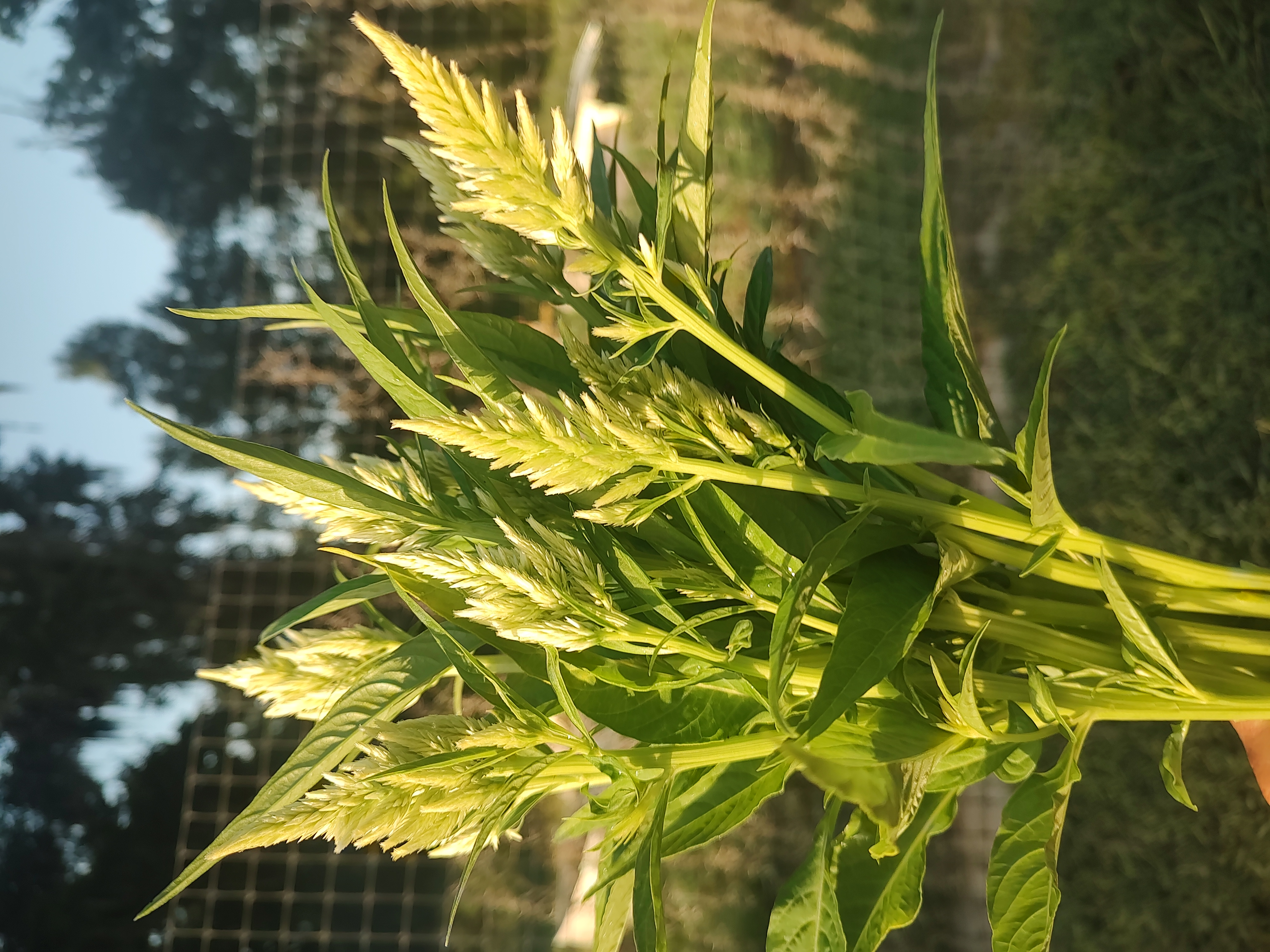 CELOSIA argentea var. plumosa Sunday Green