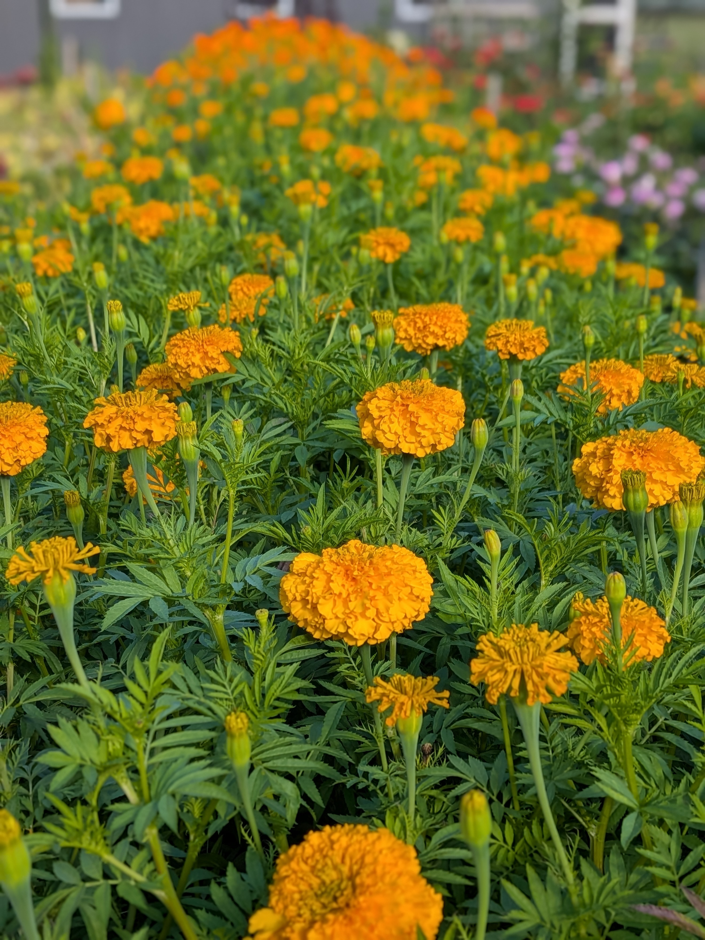 TAGETES erecta Coco Gold