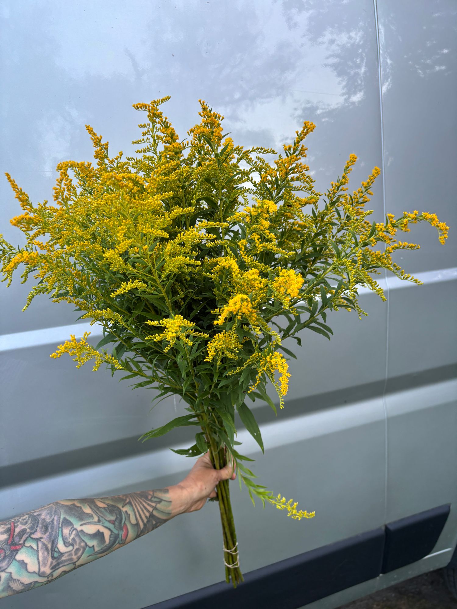 SOLIDAGO