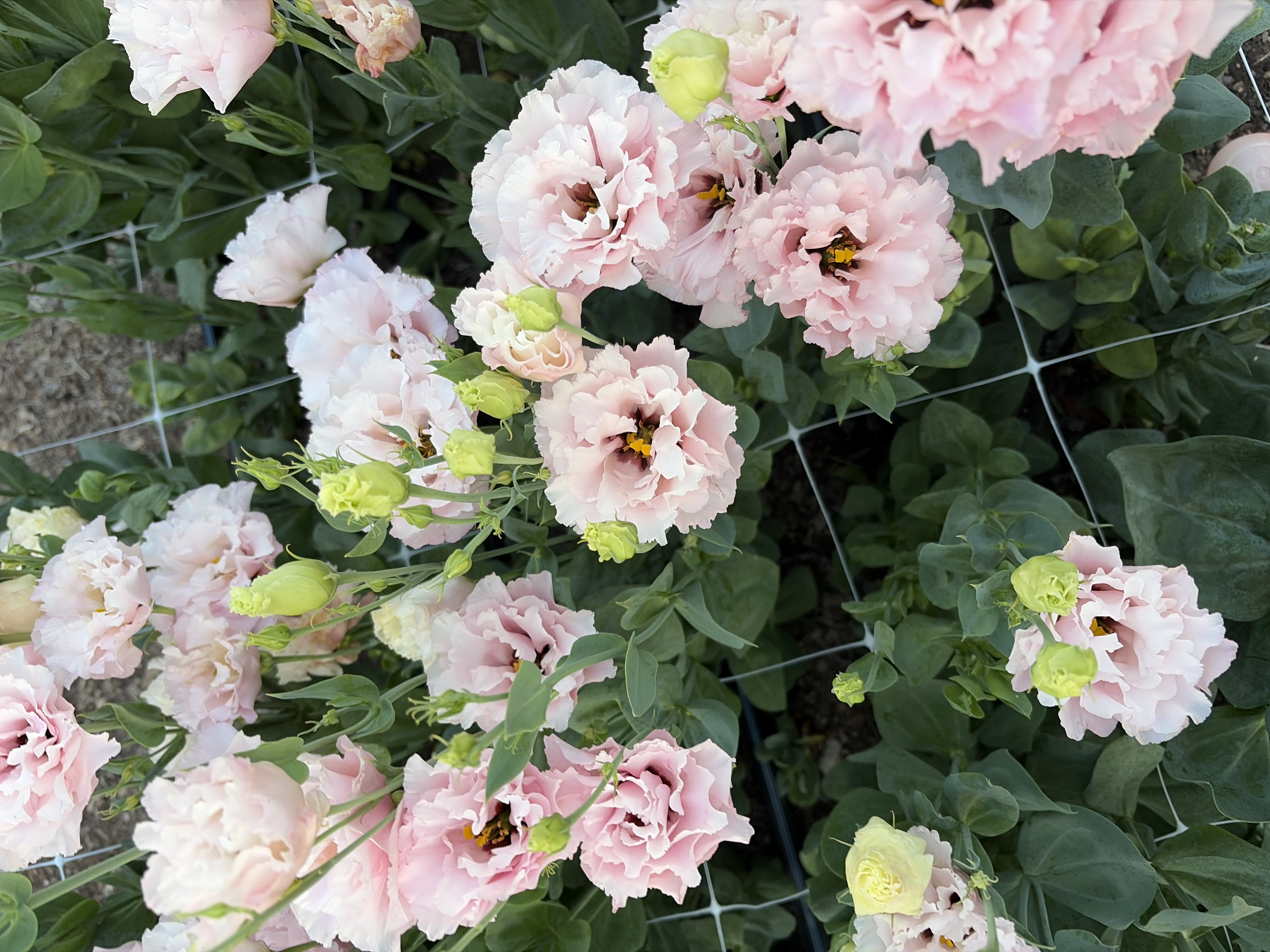 EUSTOMA grandiflorum Celeb Queen