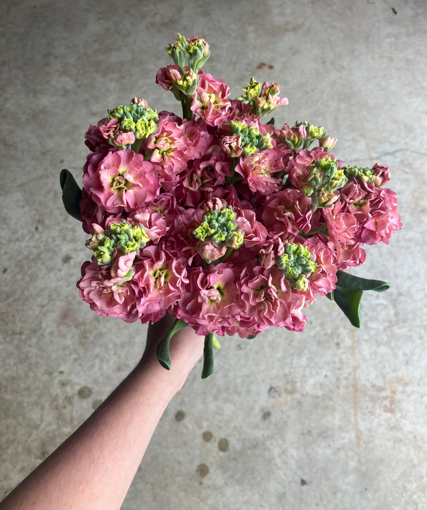MATTHIOLA incana StoX Antique Rose