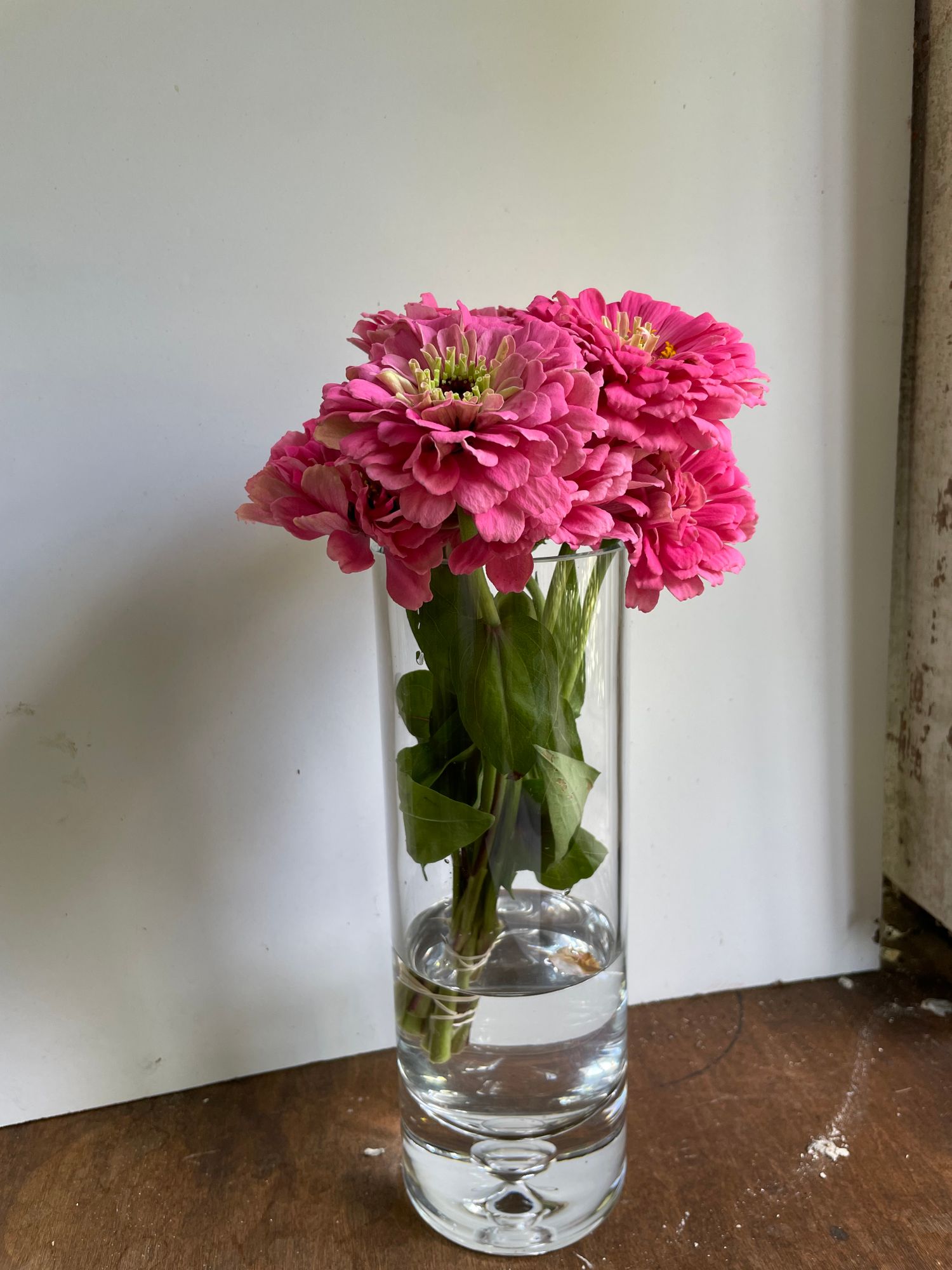 ZINNIA
