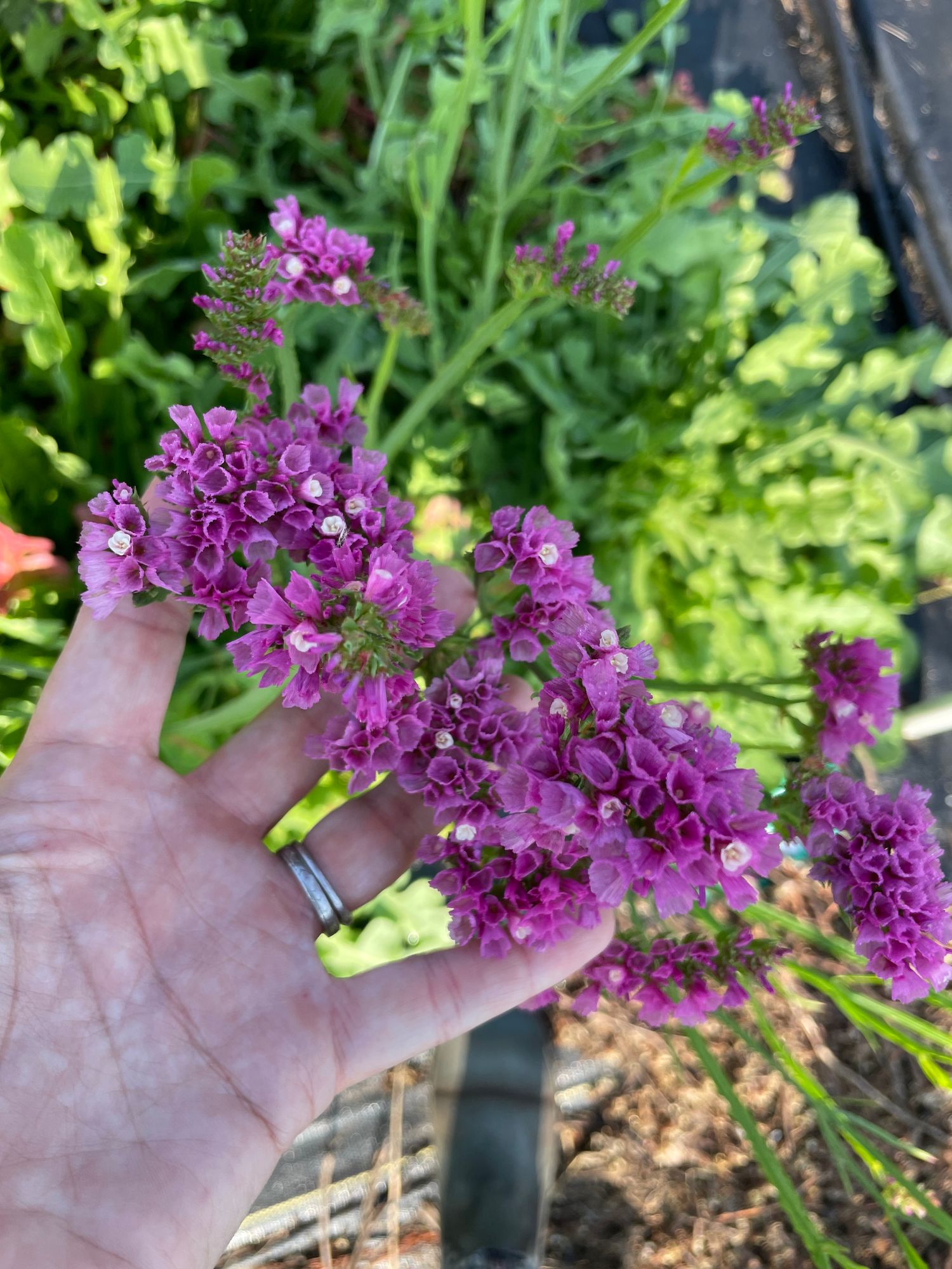 LIMONIUM sinuatum QIS
