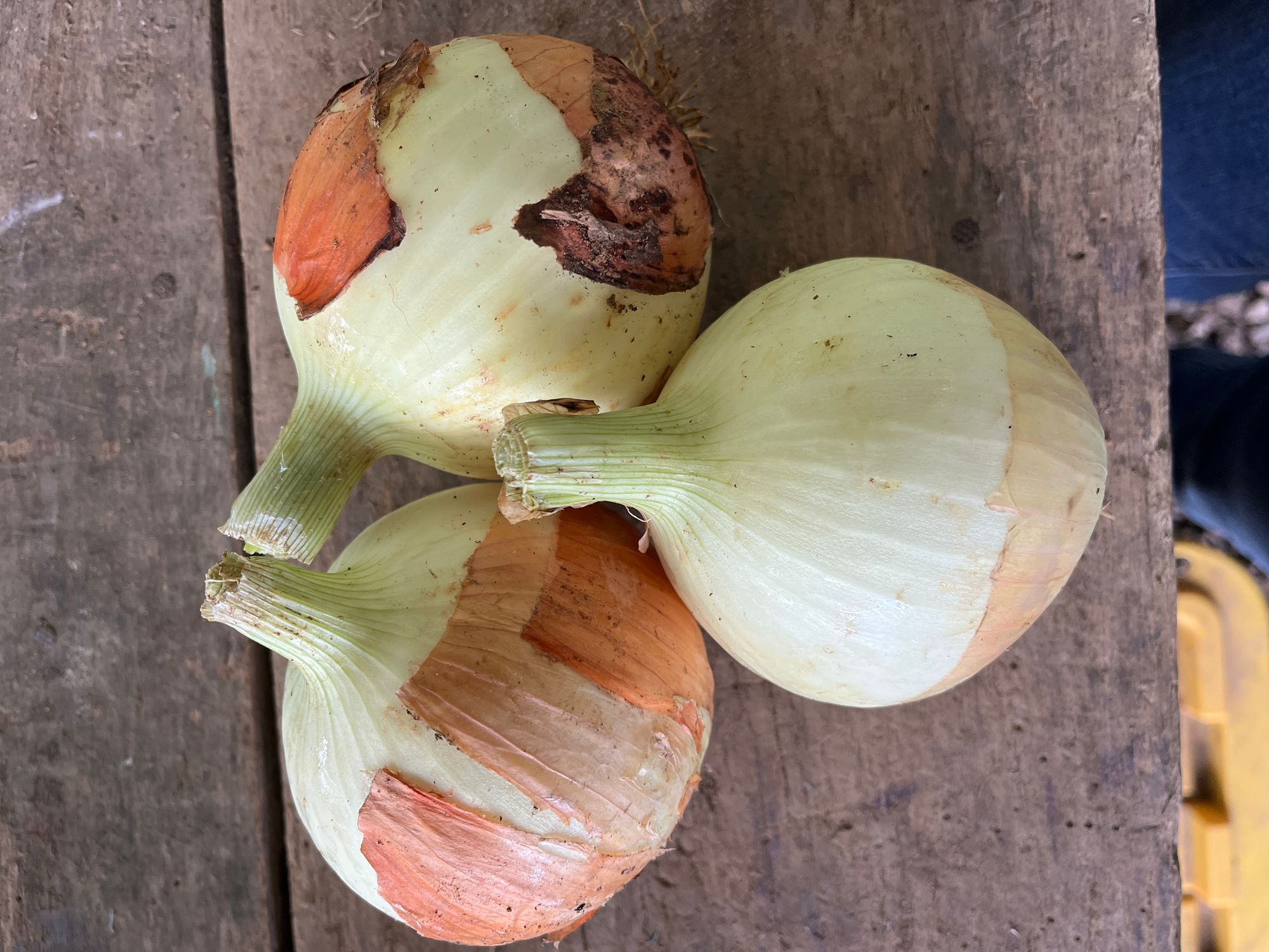 Yellow onion, cold stored