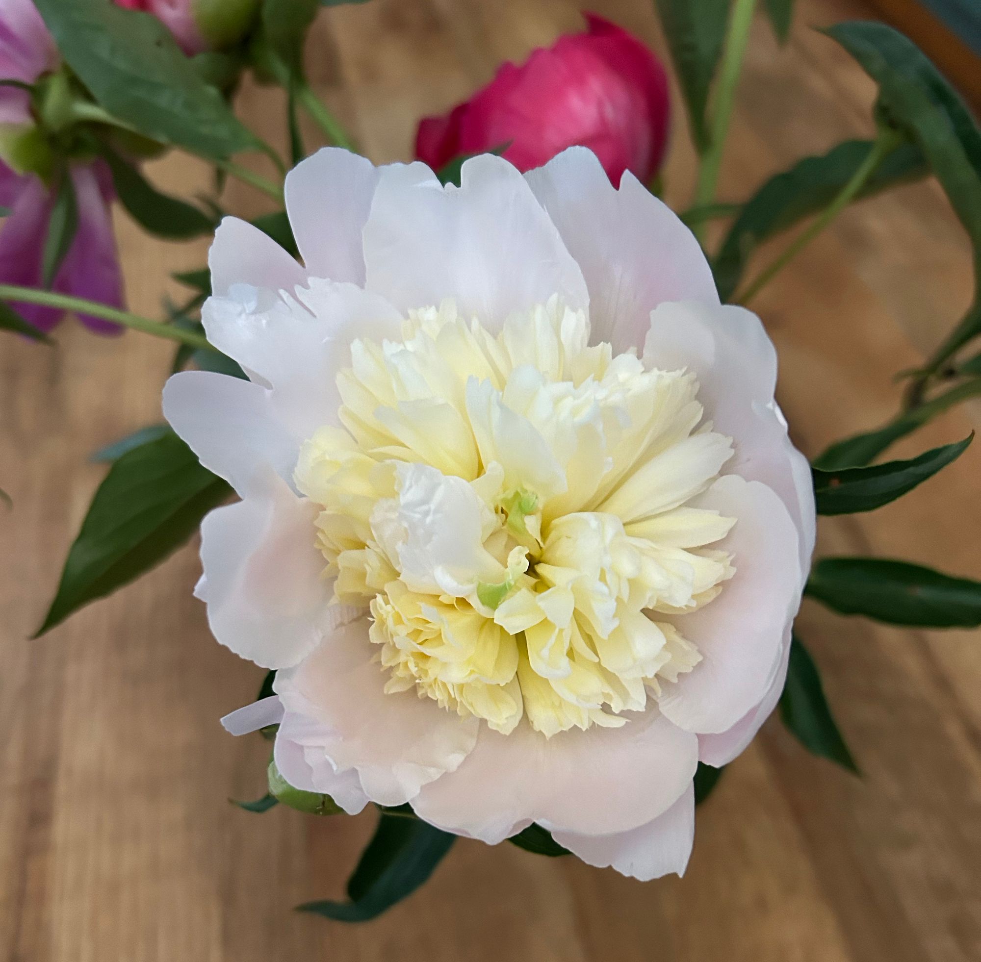 PAEONIA