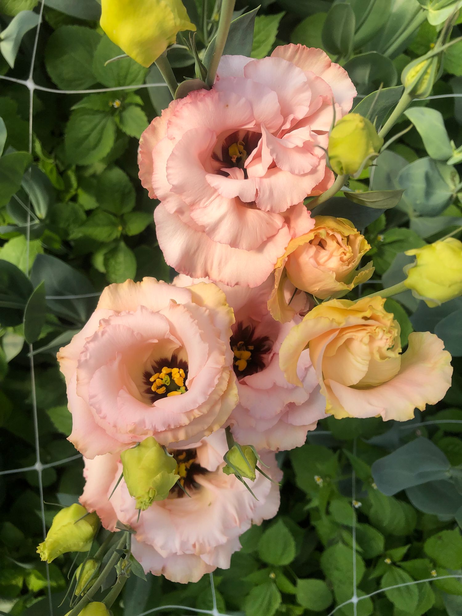 EUSTOMA grandiflorum Corelli Apricot