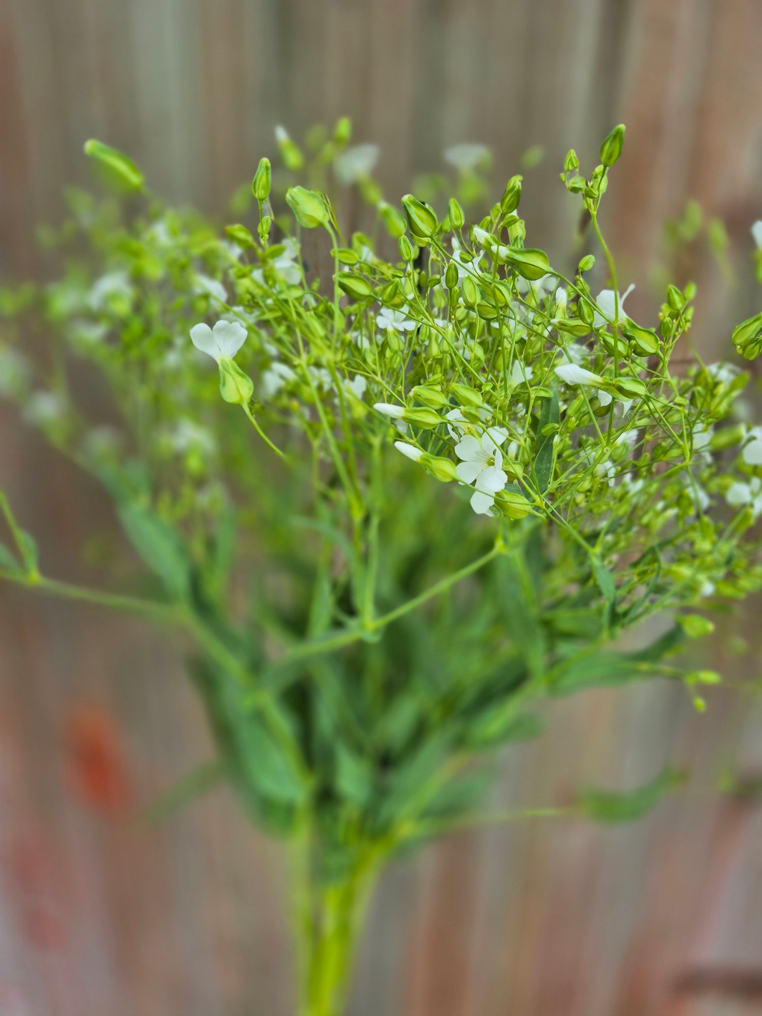 VACCARIA hispanica White Beauty