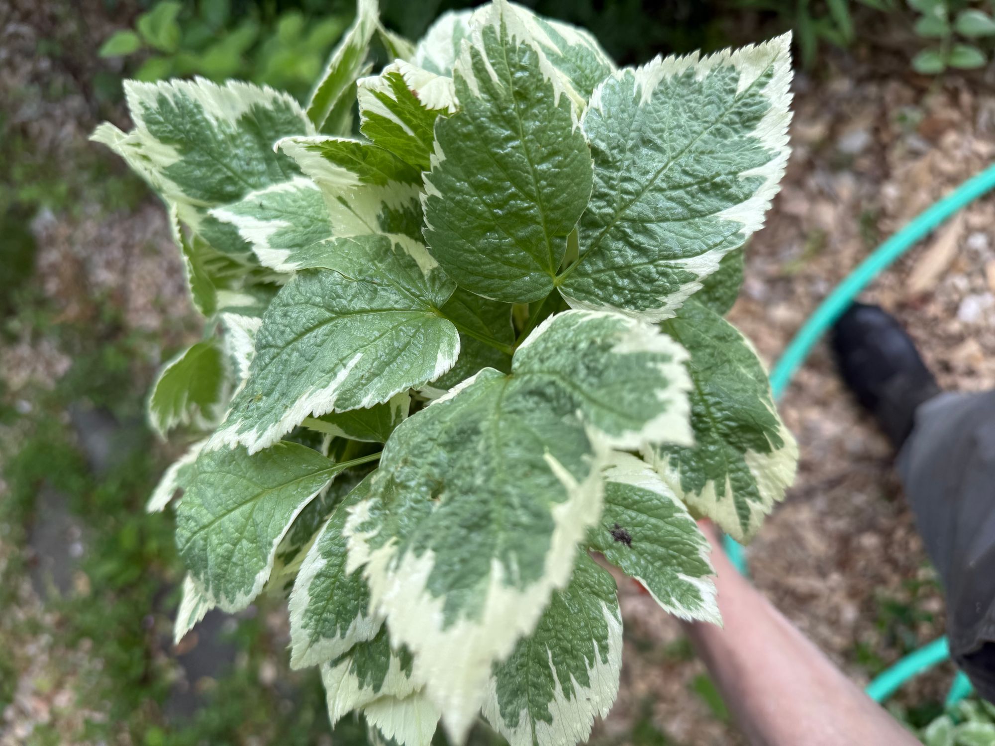 AEGOPODIUM podagraria