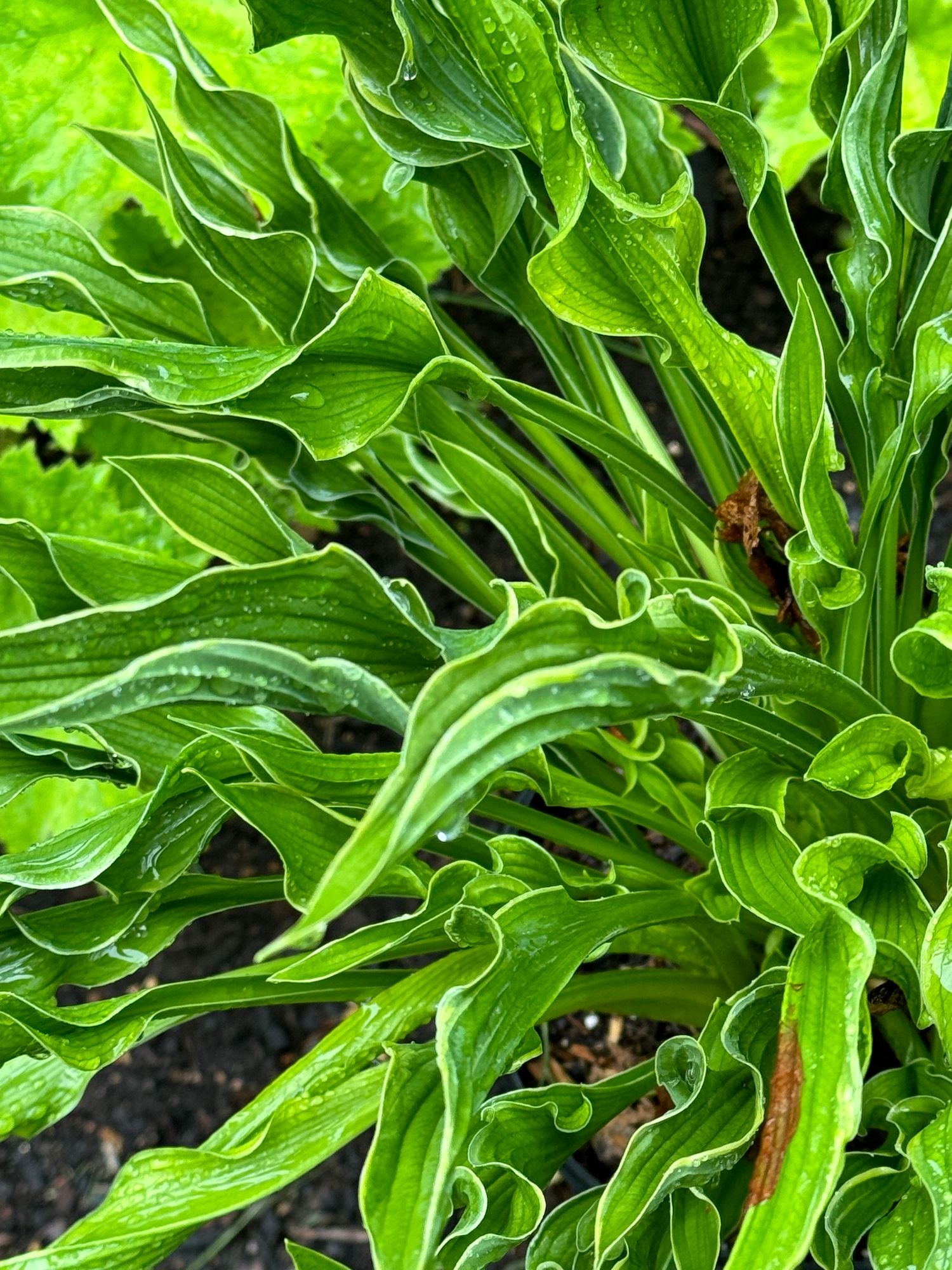 HOSTA elata