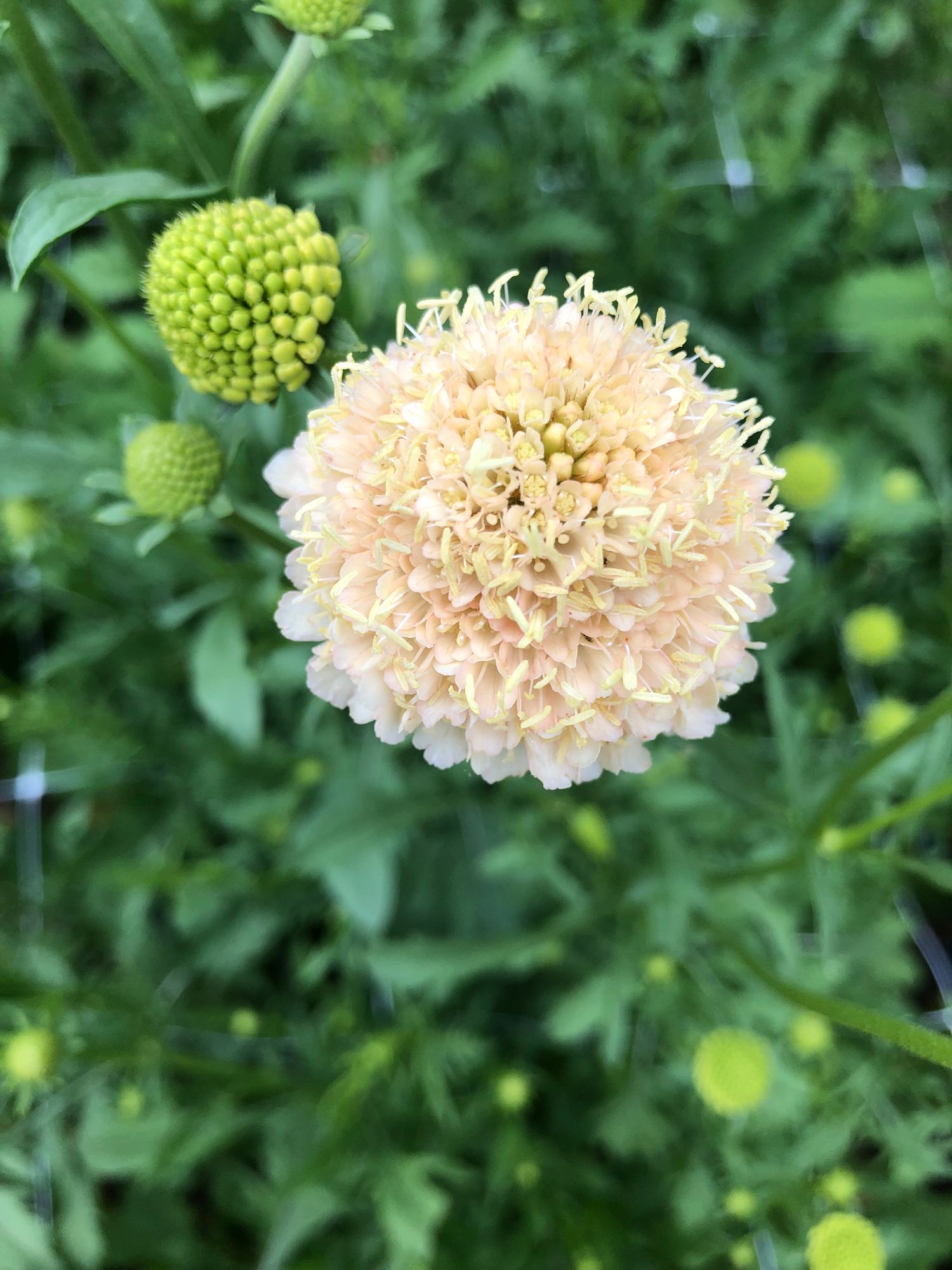 SCABIOSA atropurpurea Fata Morgana