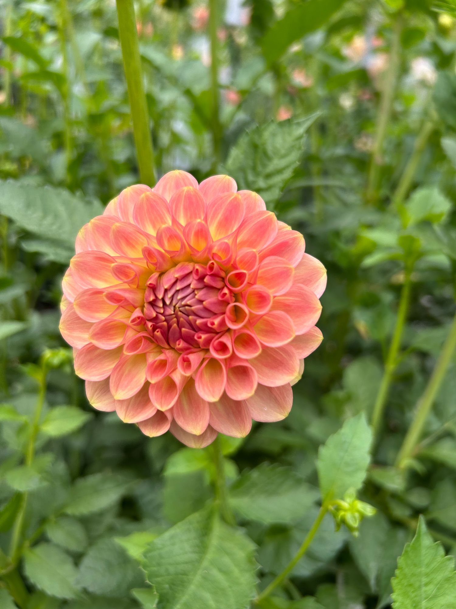 DAHLIA 20th Ave Softer Peach