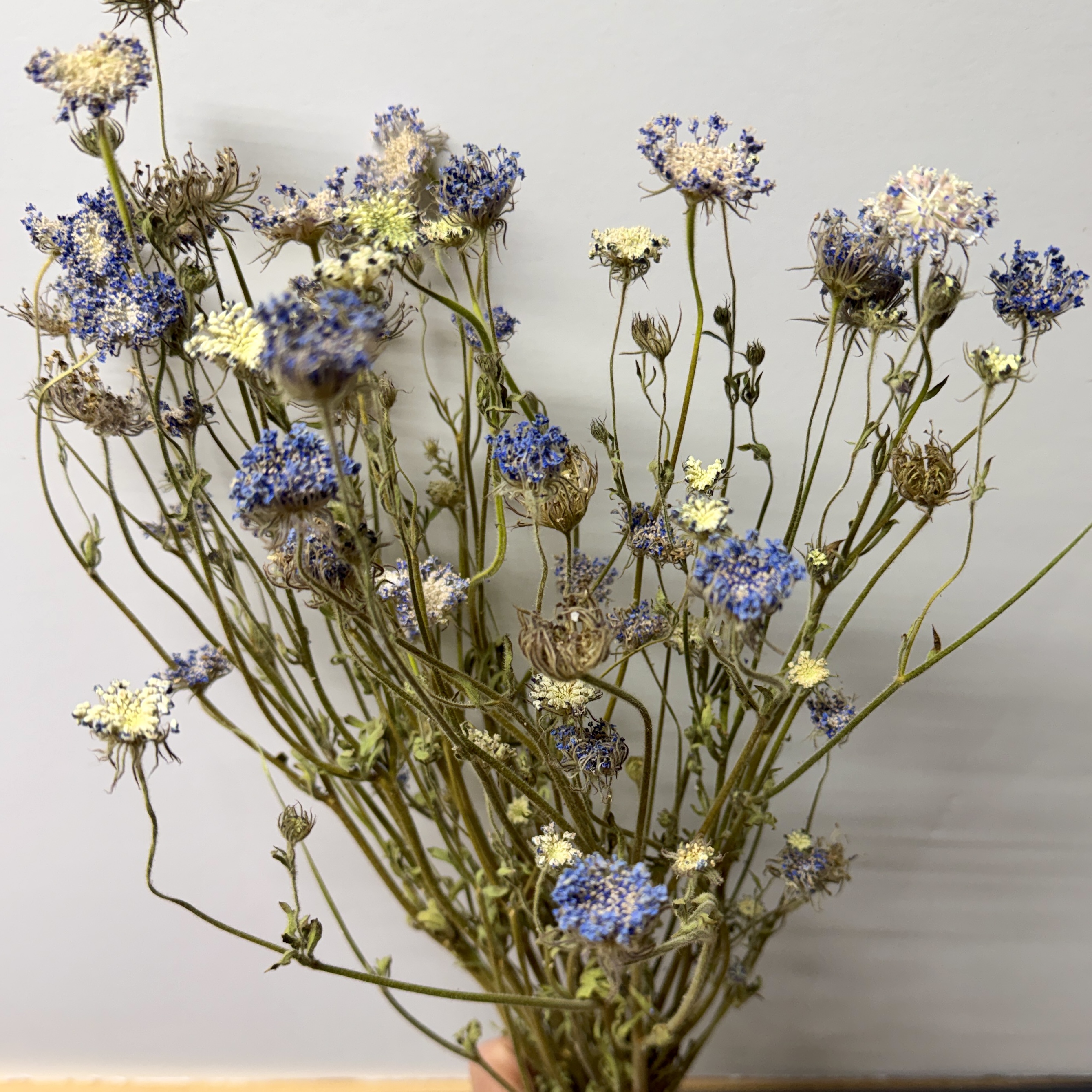TRACHYMENE coerulea Lacy Blue