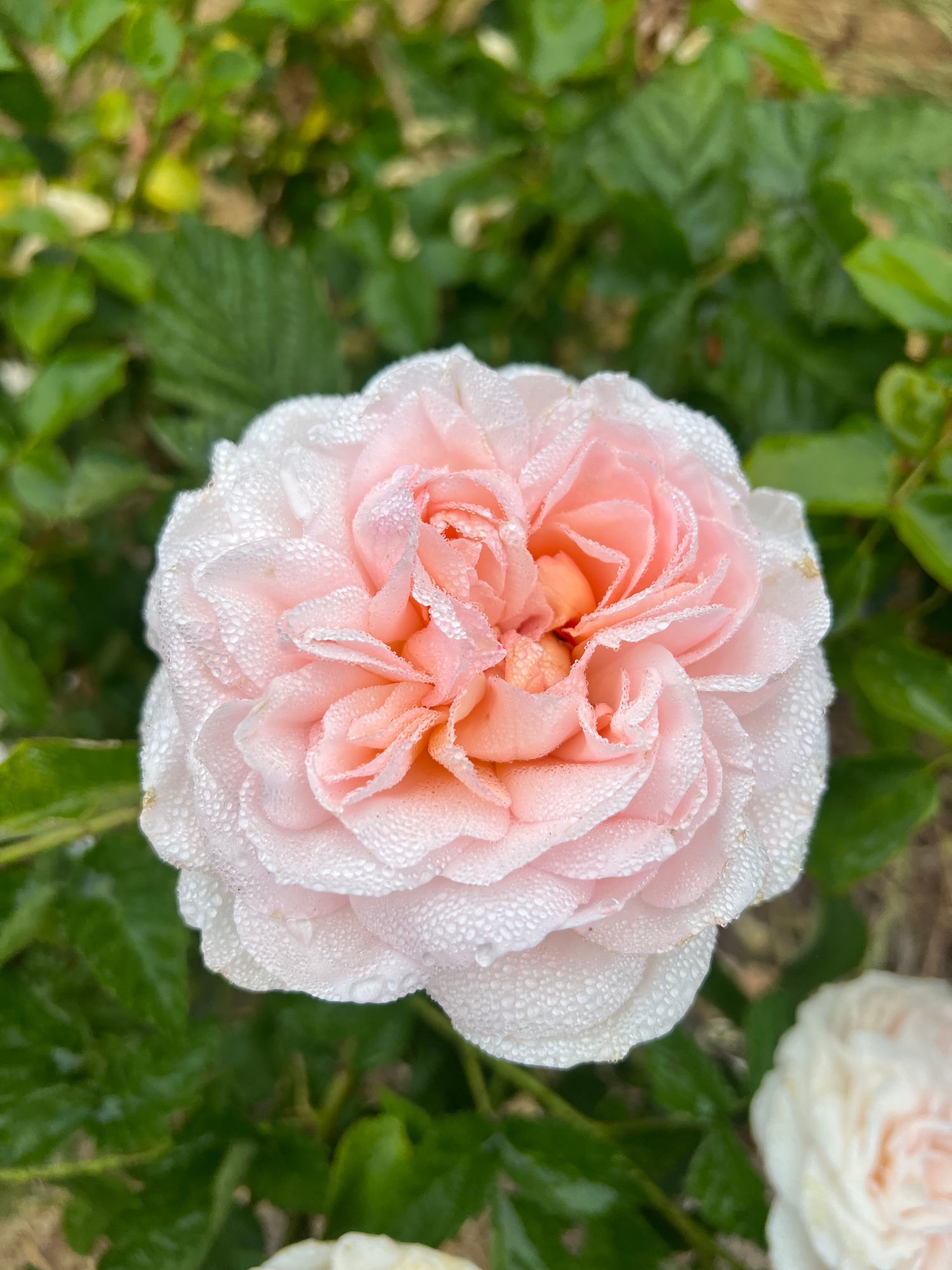 ROSA hybrida The Lady Gardener