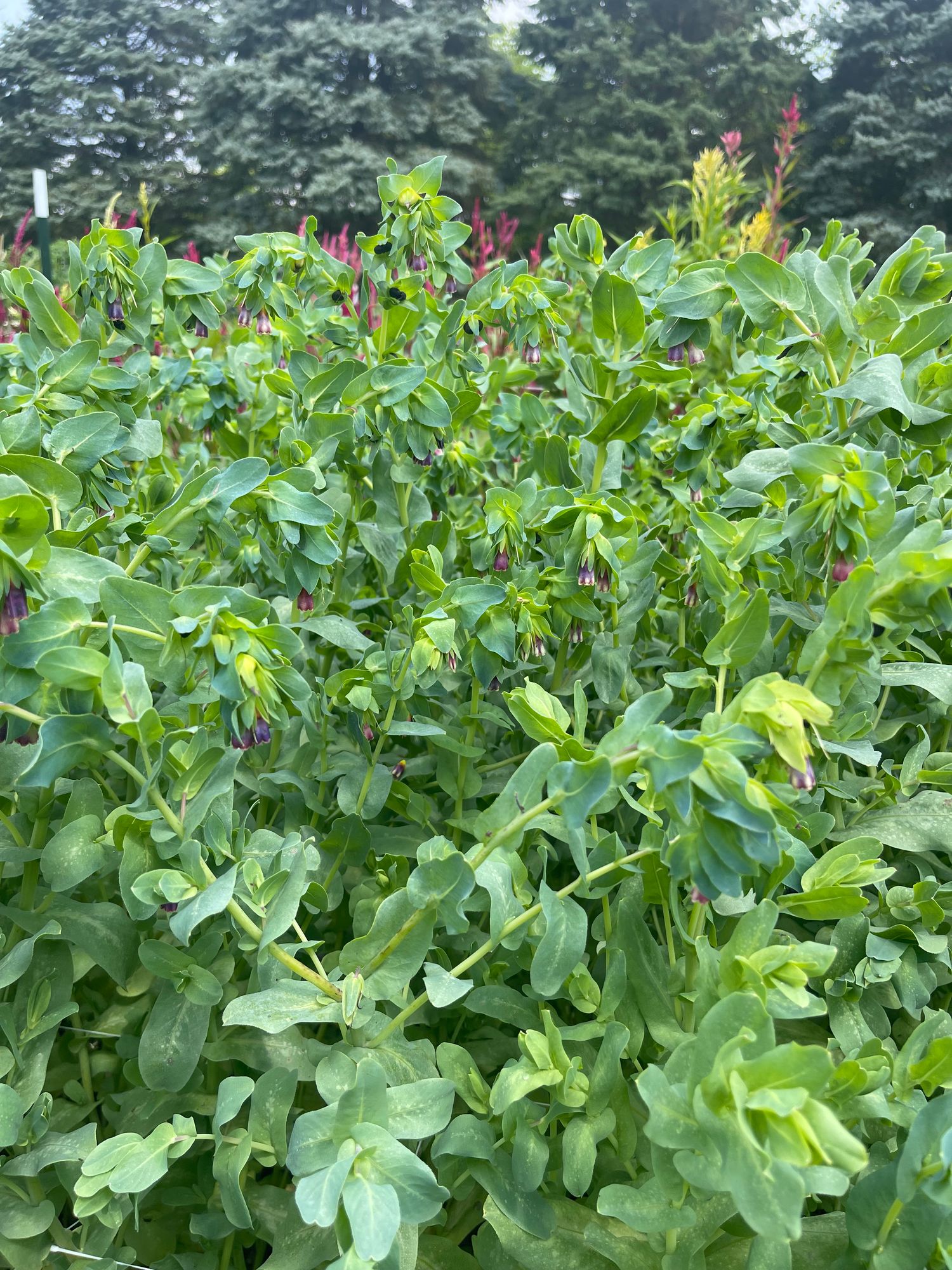 CERINTHE glabra