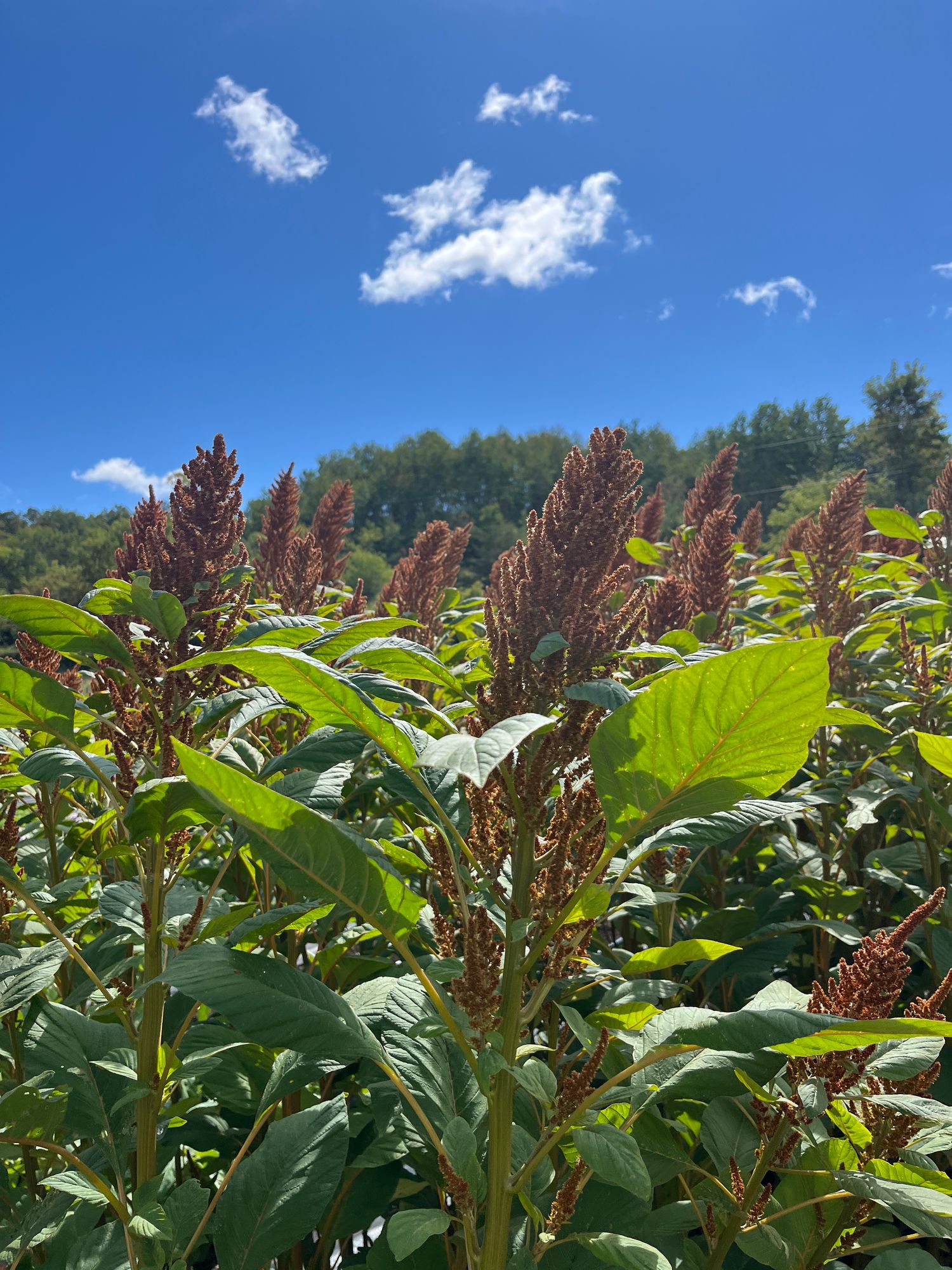 AMARANTHUS cruentus Hot Biscuits