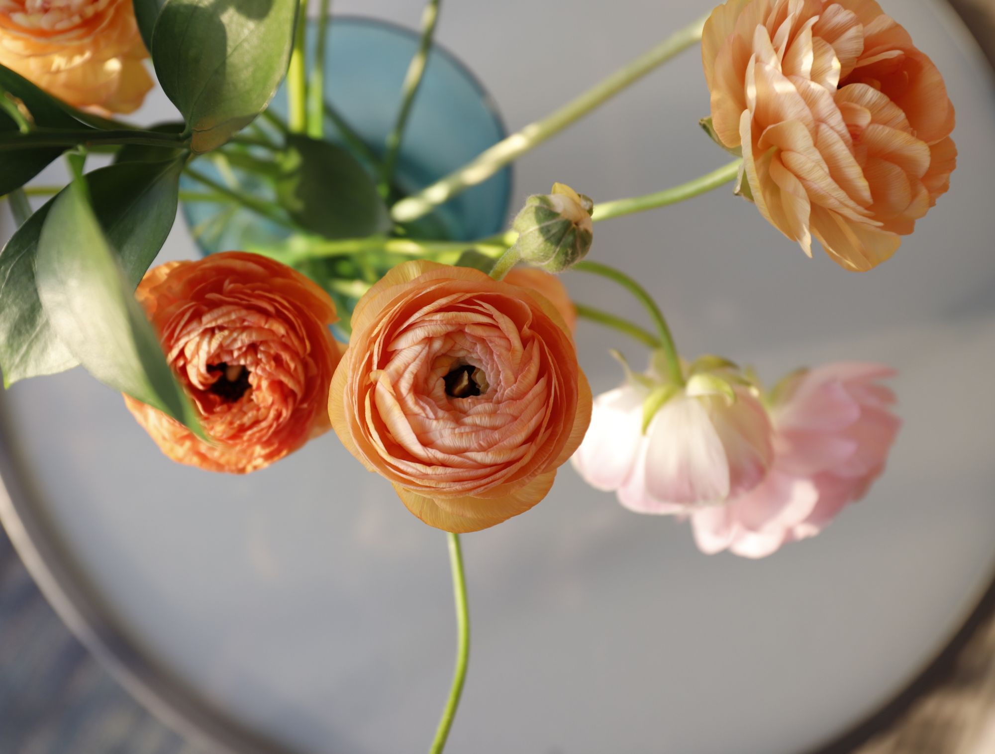 RANUNCULUS Champagne