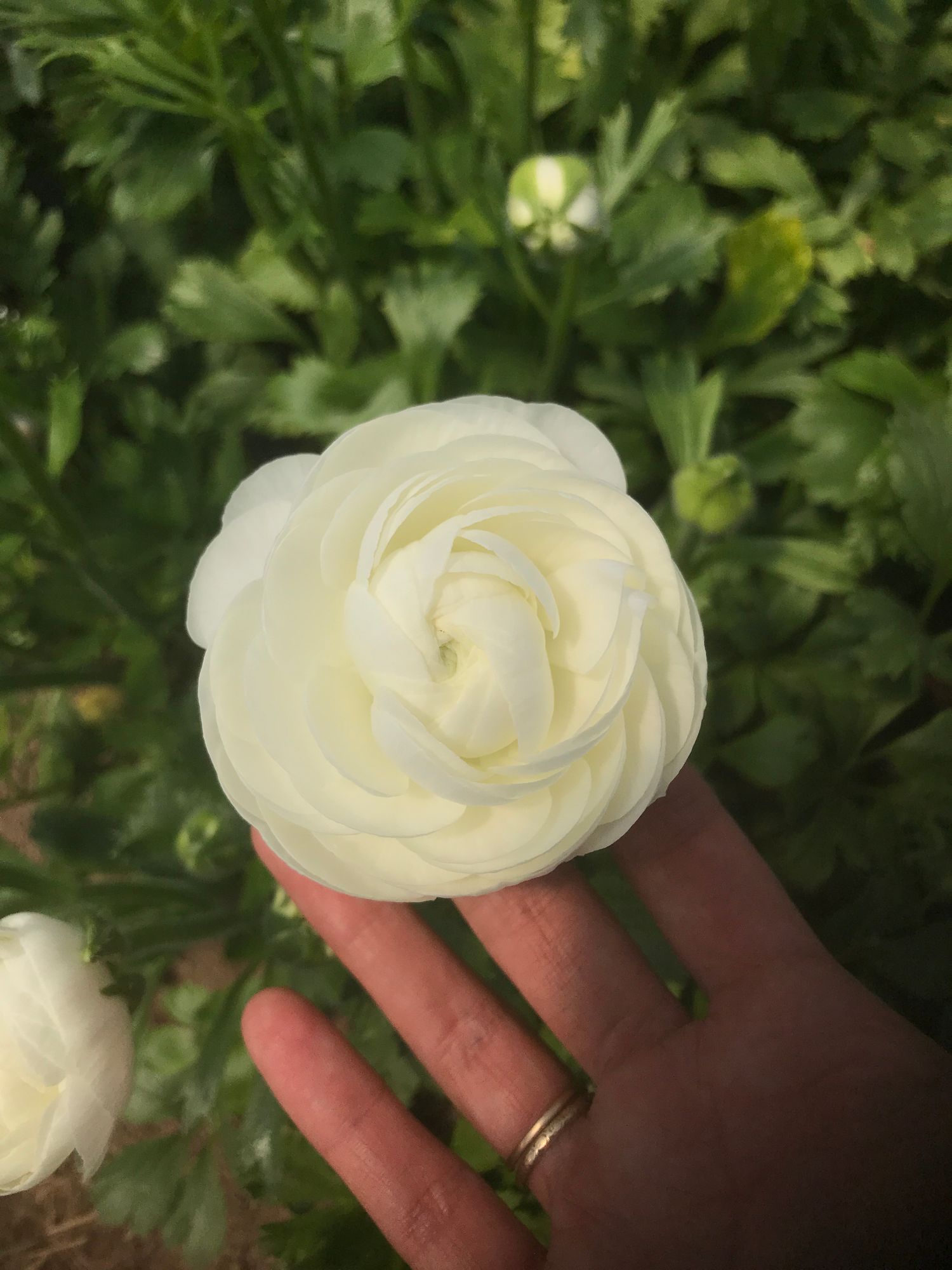 RANUNCULUS Elegance Bianco