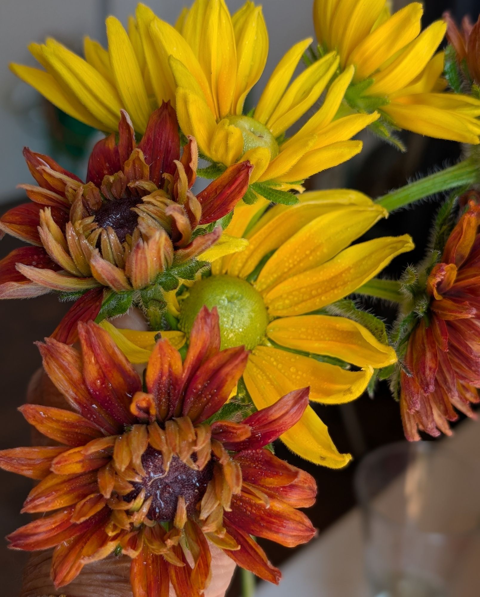 RUDBECKIA hirta