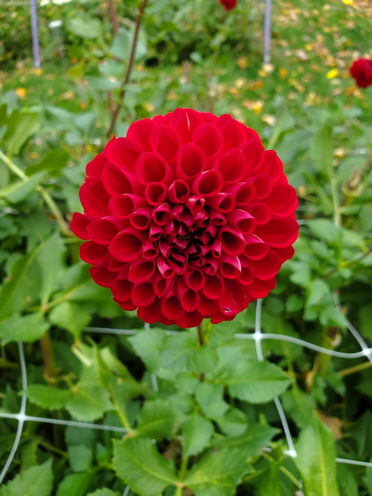 DAHLIA Decorative