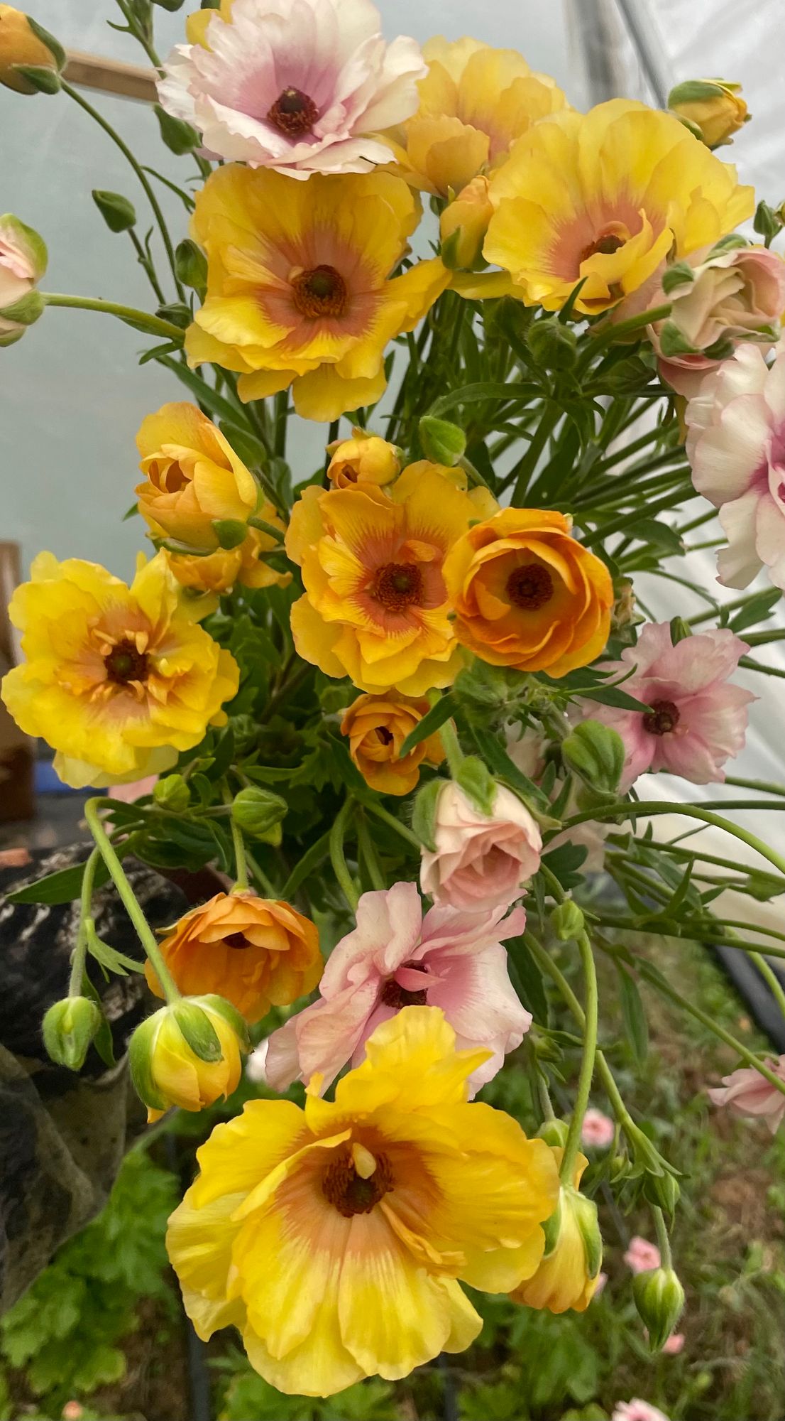 RANUNCULUS Butterfly Lotis