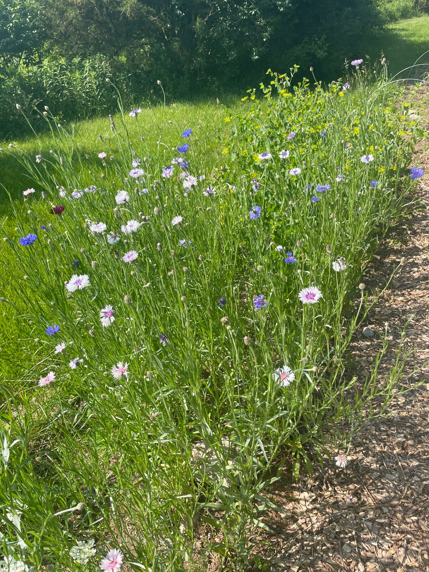 CENTAUREA cyanus Choice Mix