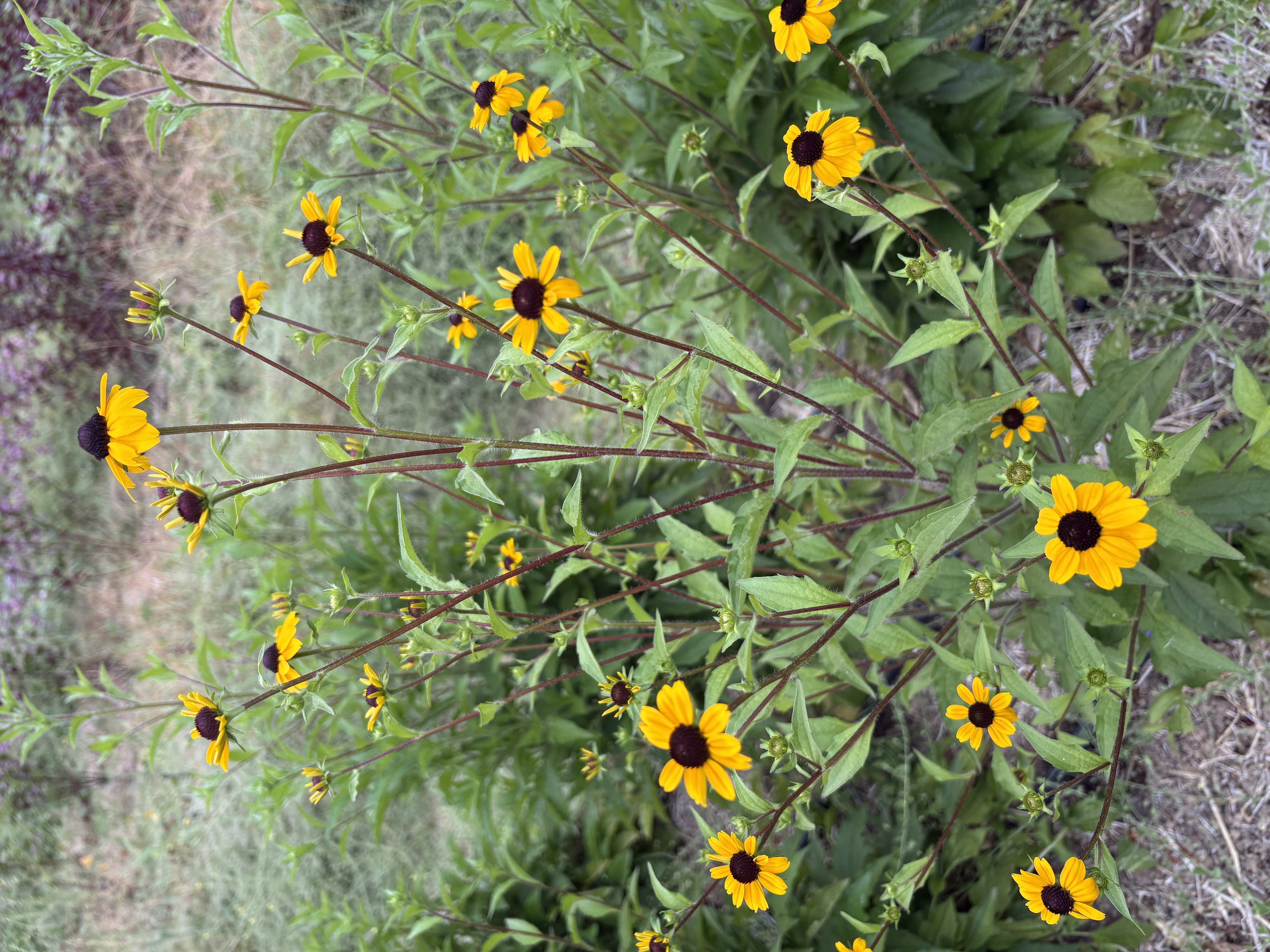 RUDBECKIA triloba