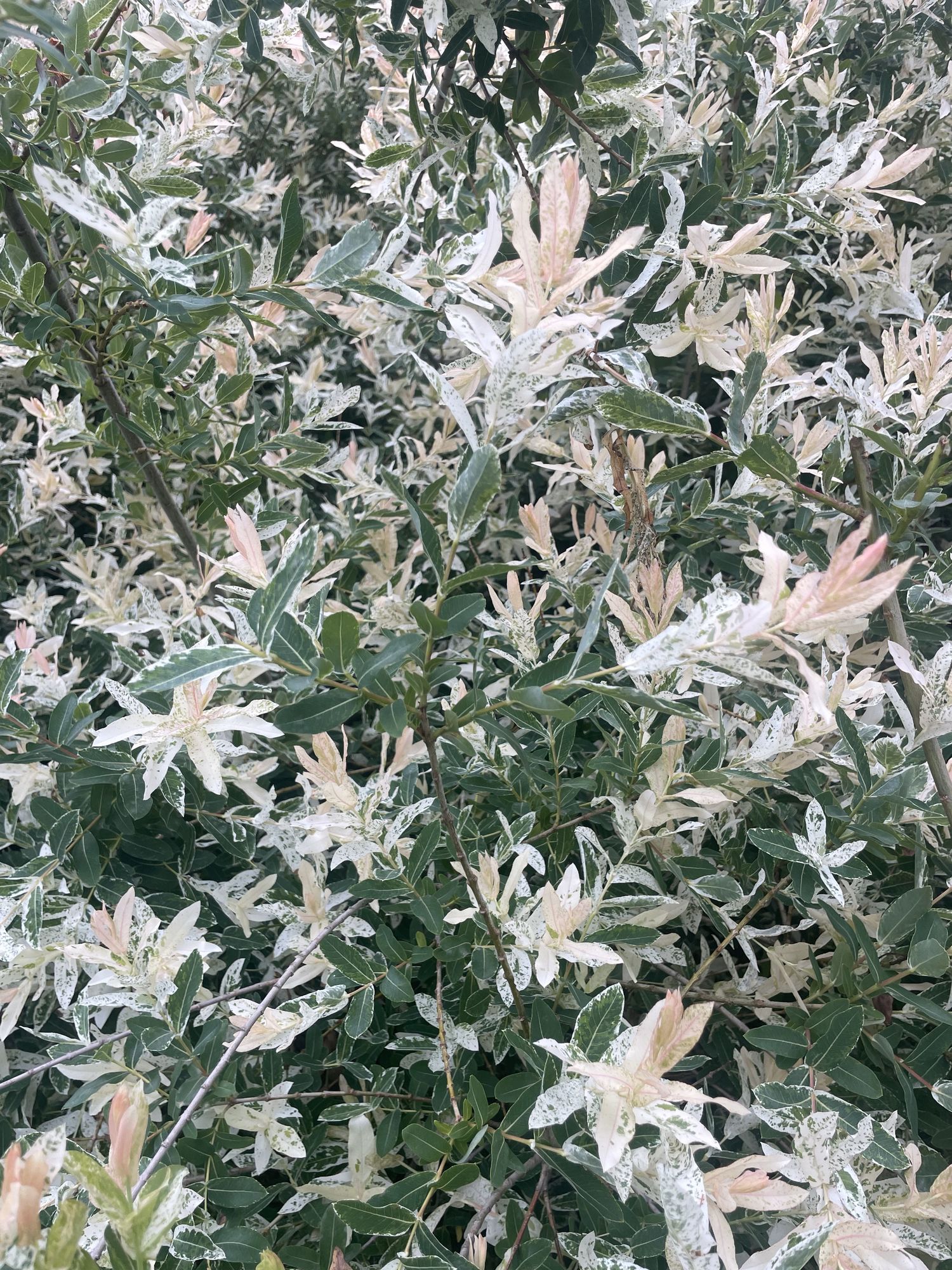 SALIX integra Hakuro Nishiki