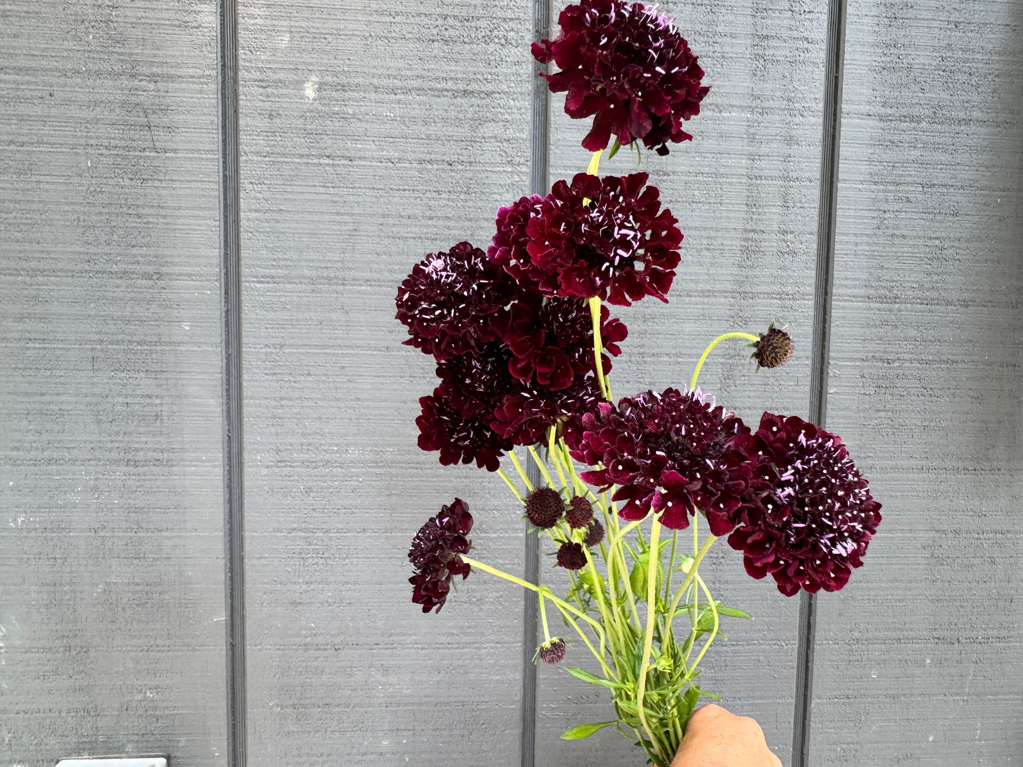 SCABIOSA atropurpurea Black Knight