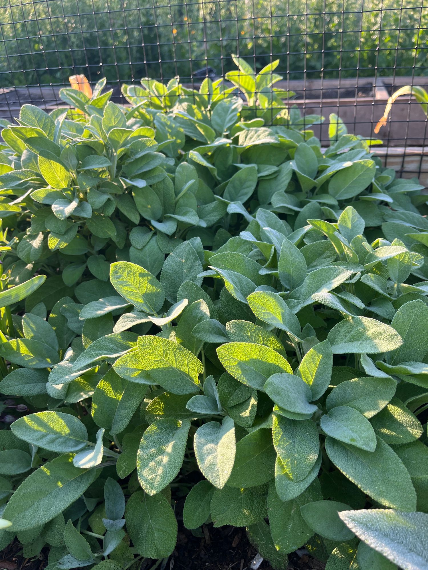SALVIA officinalis
