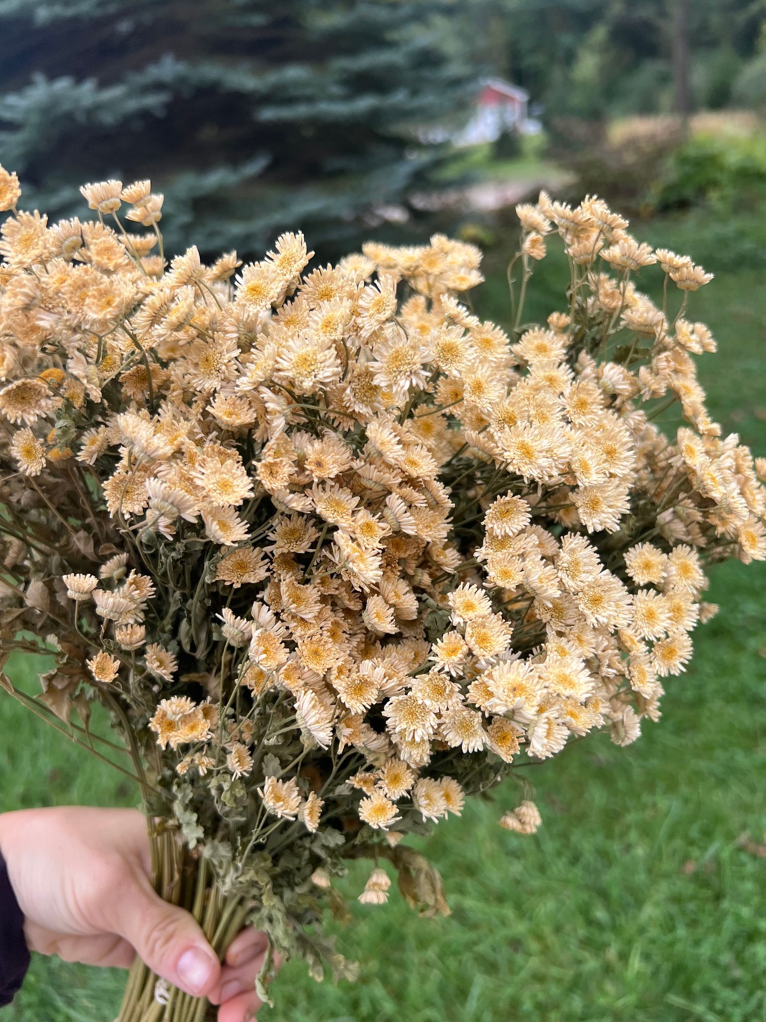 TANACETUM parthenium