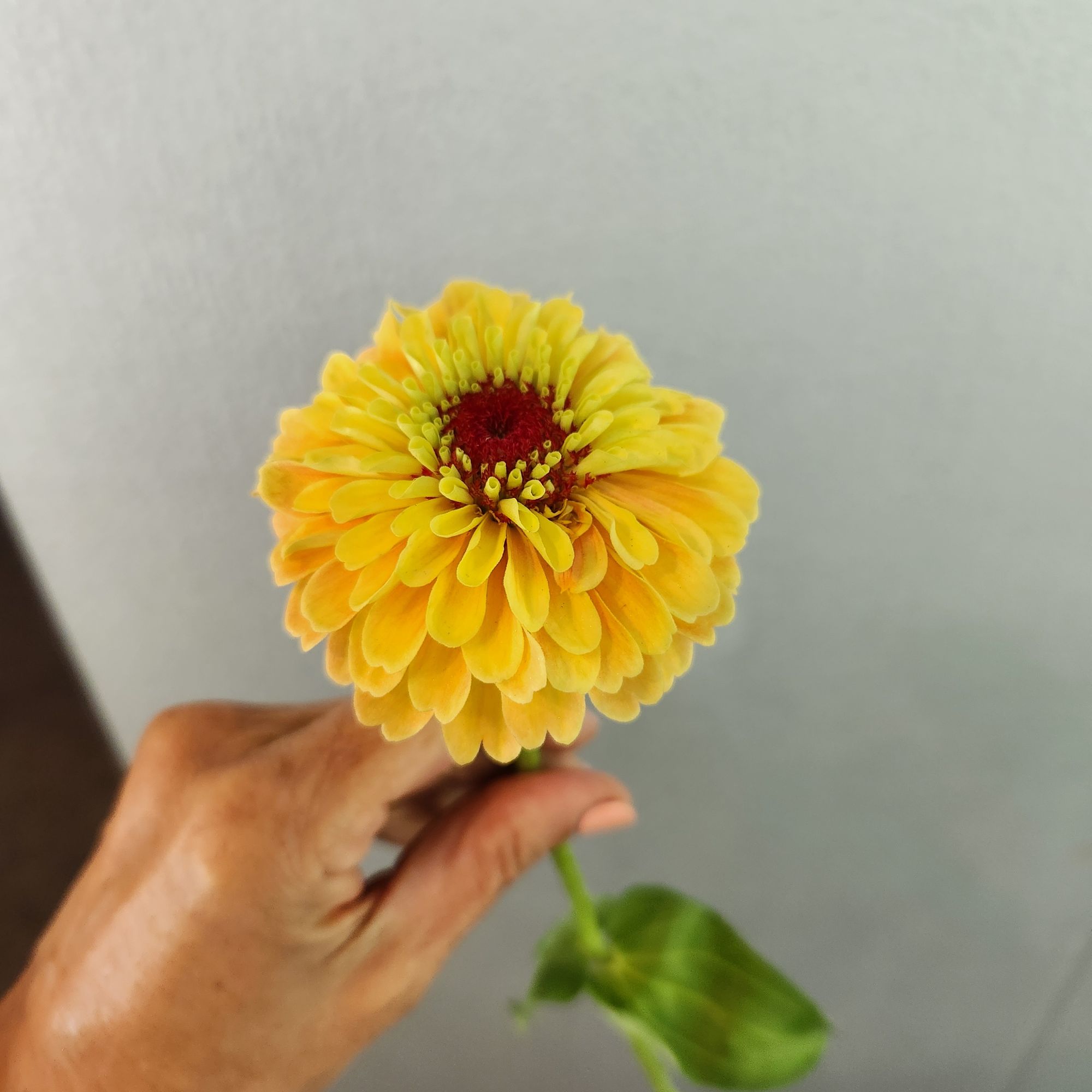 ZINNIA elegans Queeny Lemon Peach