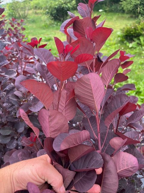 COTINUS coggygria