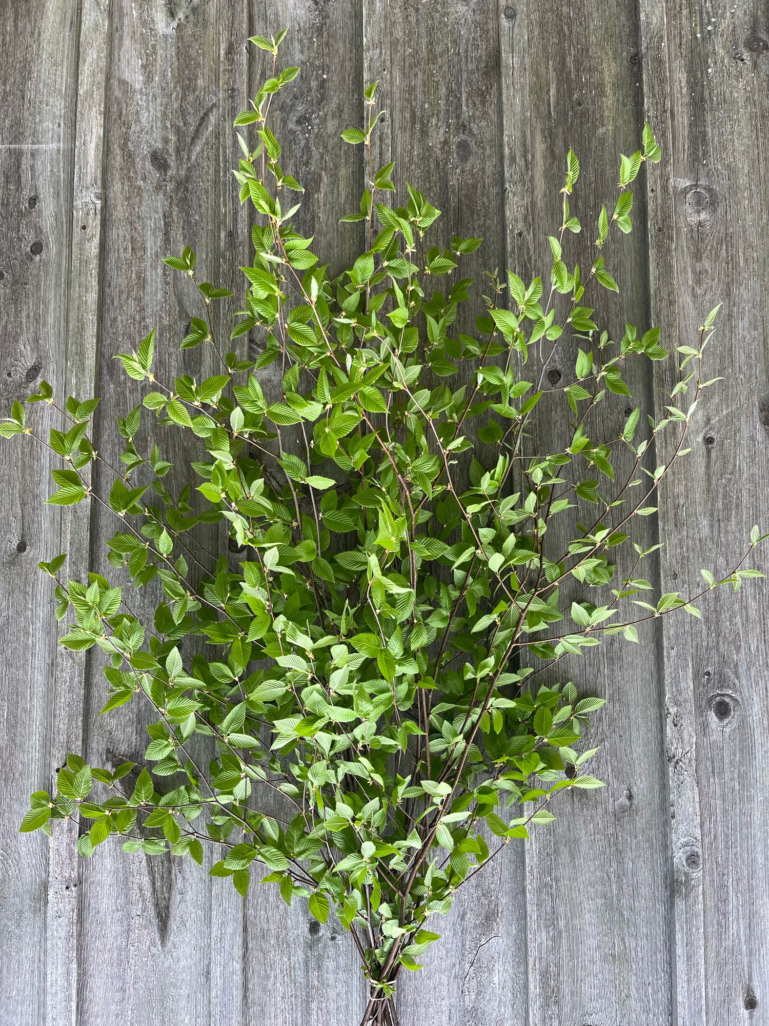 ELAEAGNUS umbellata