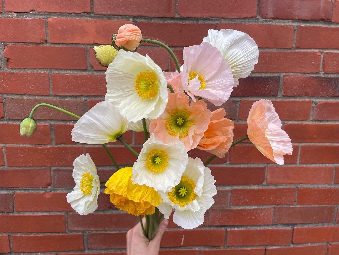 PAPAVER nudicaule Colibri