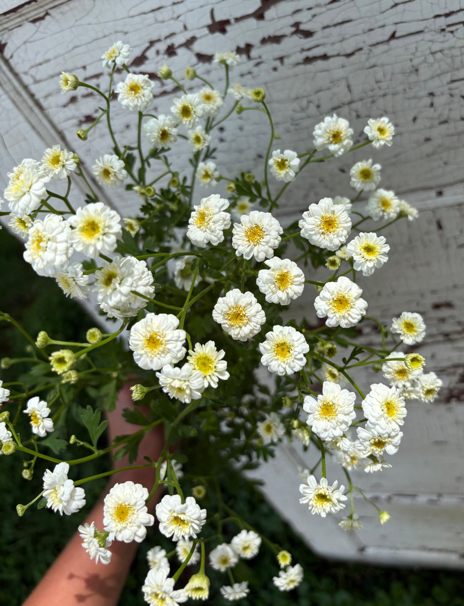 TANACETUM parthenium Tetra