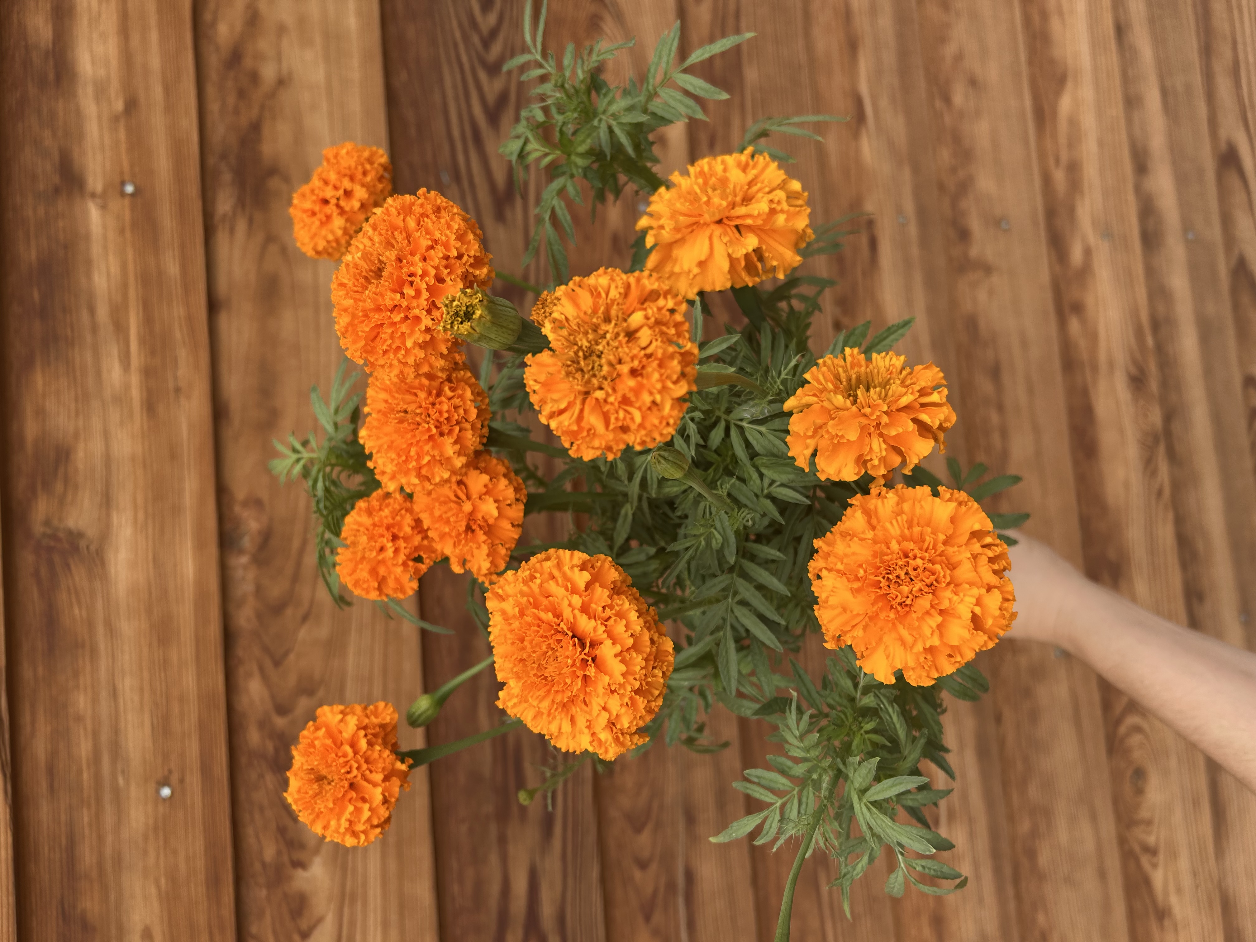 TAGETES erecta Chedi Orange