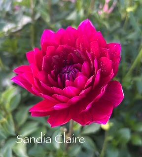 DAHLIA