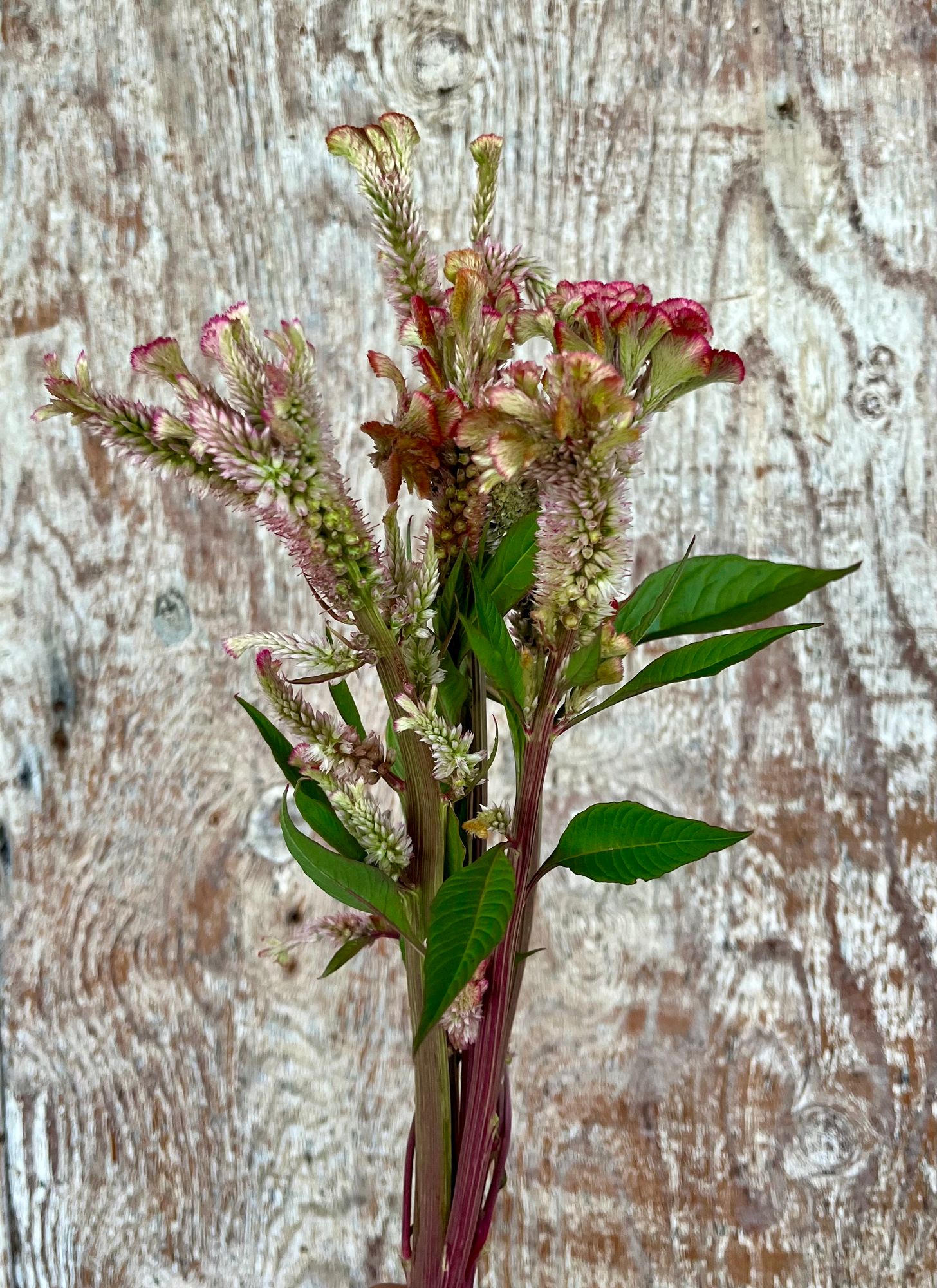 CELOSIA argentea var. cristata